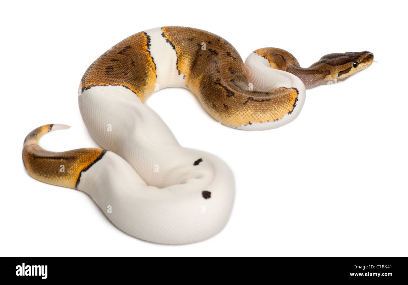 Female Pinstripe Pied Royal python, Python regius, 14 months old, in ...