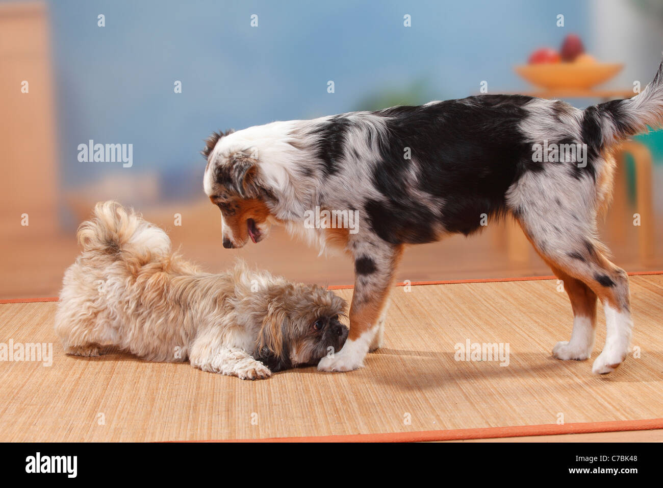 shih tzu merle