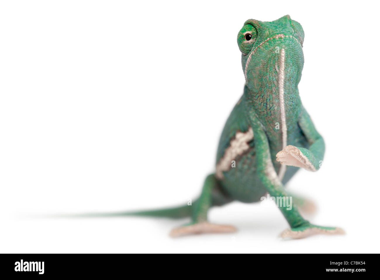 Young veiled chameleon, Chamaeleo calyptratus, in front of white background Stock Photo