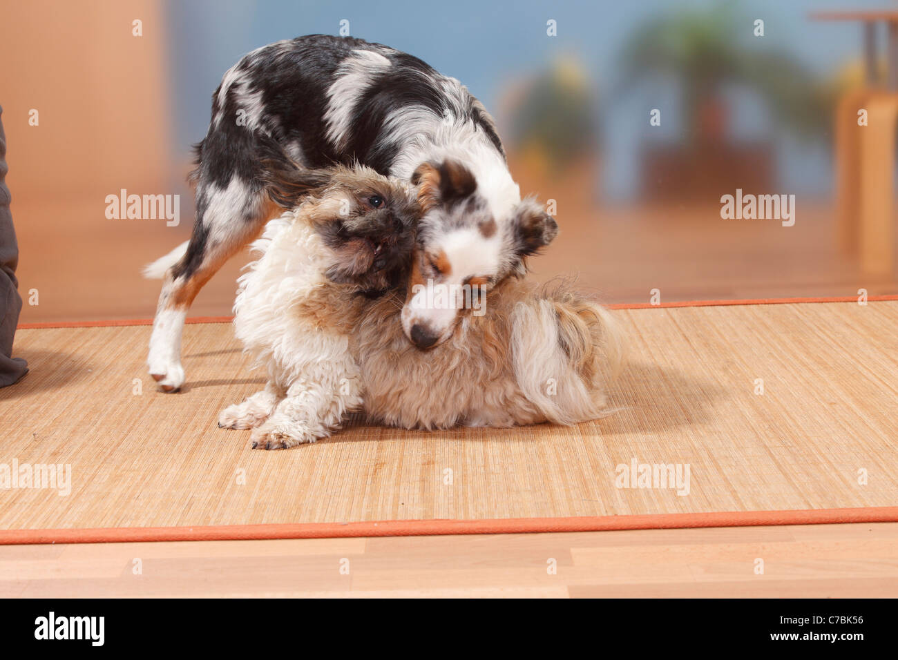 Australian shepherd shih tzu hot sale