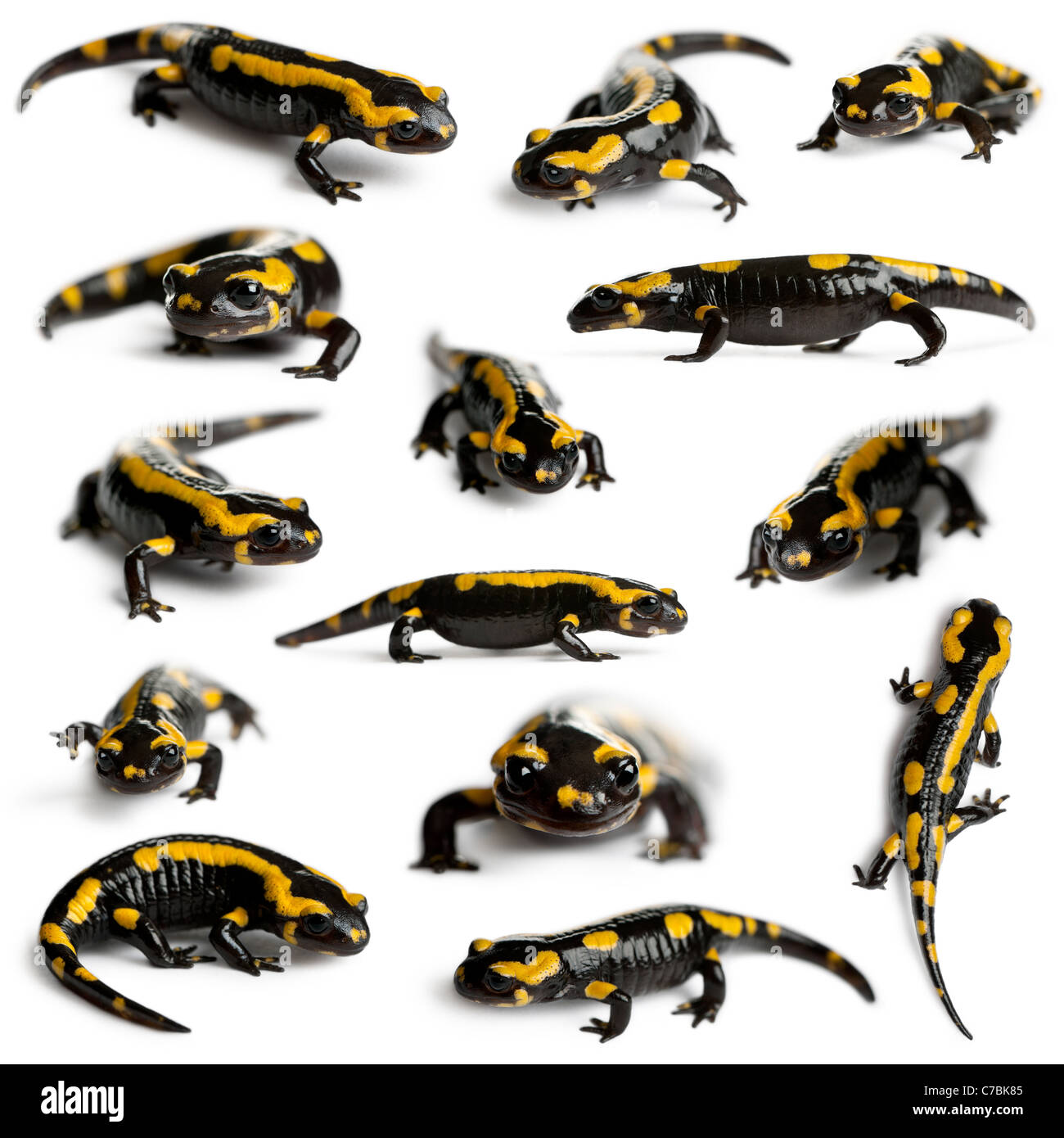 Group of fire salamanders hires stock photography and images Alamy