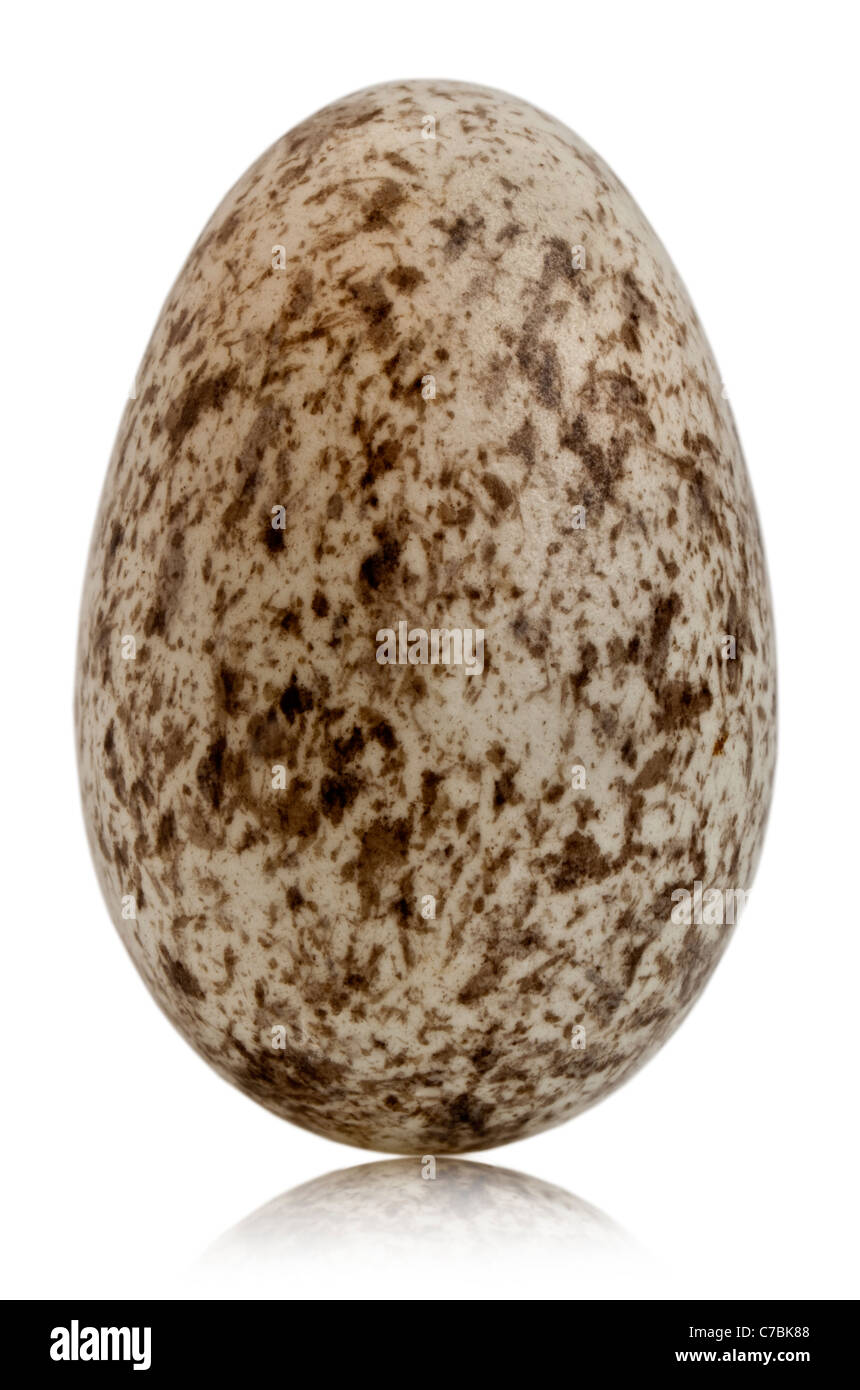 House Sparrow egg, Passer domesticus, in front of white background