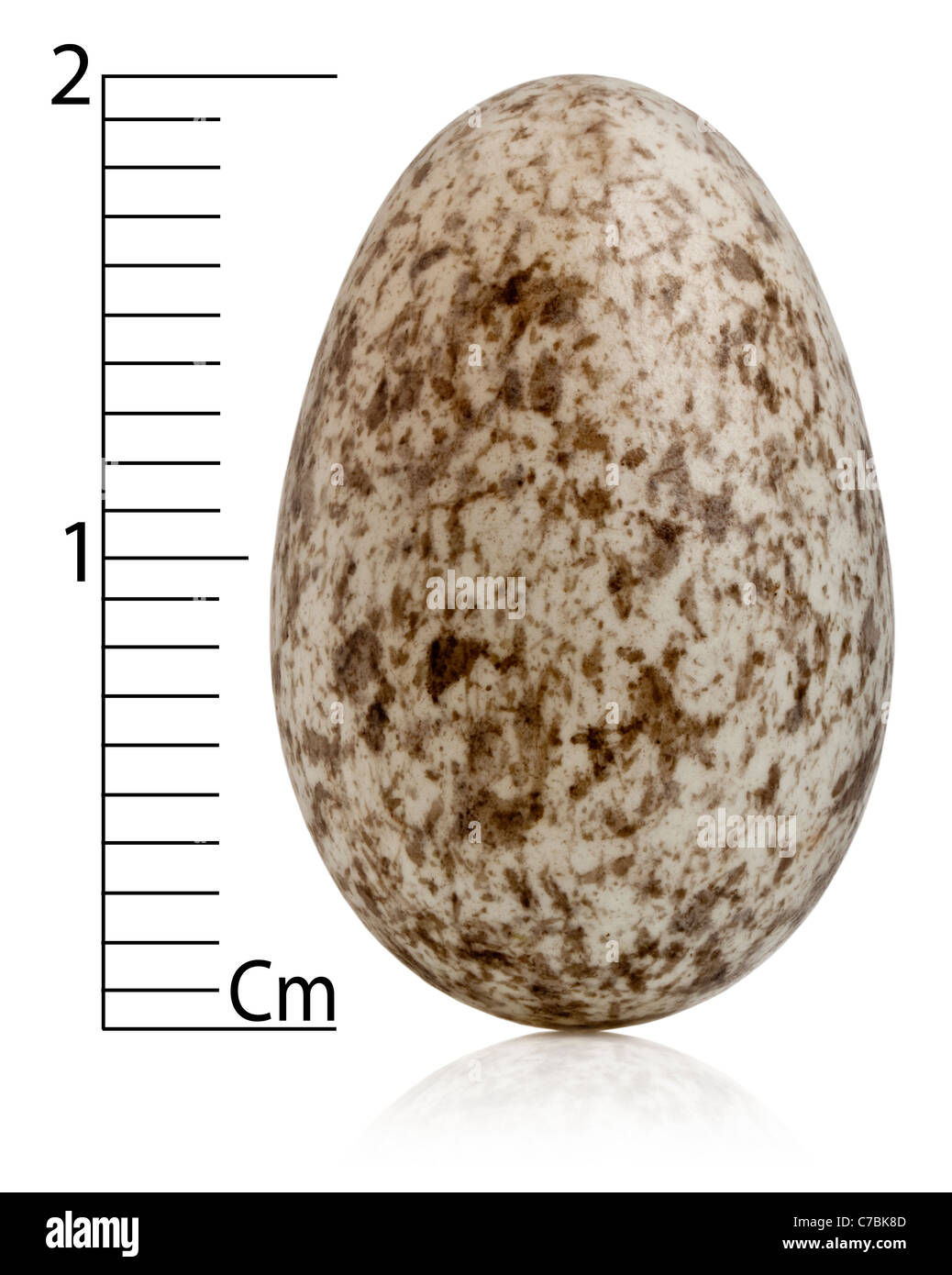 House Sparrow egg, Passer domesticus, in front of white background