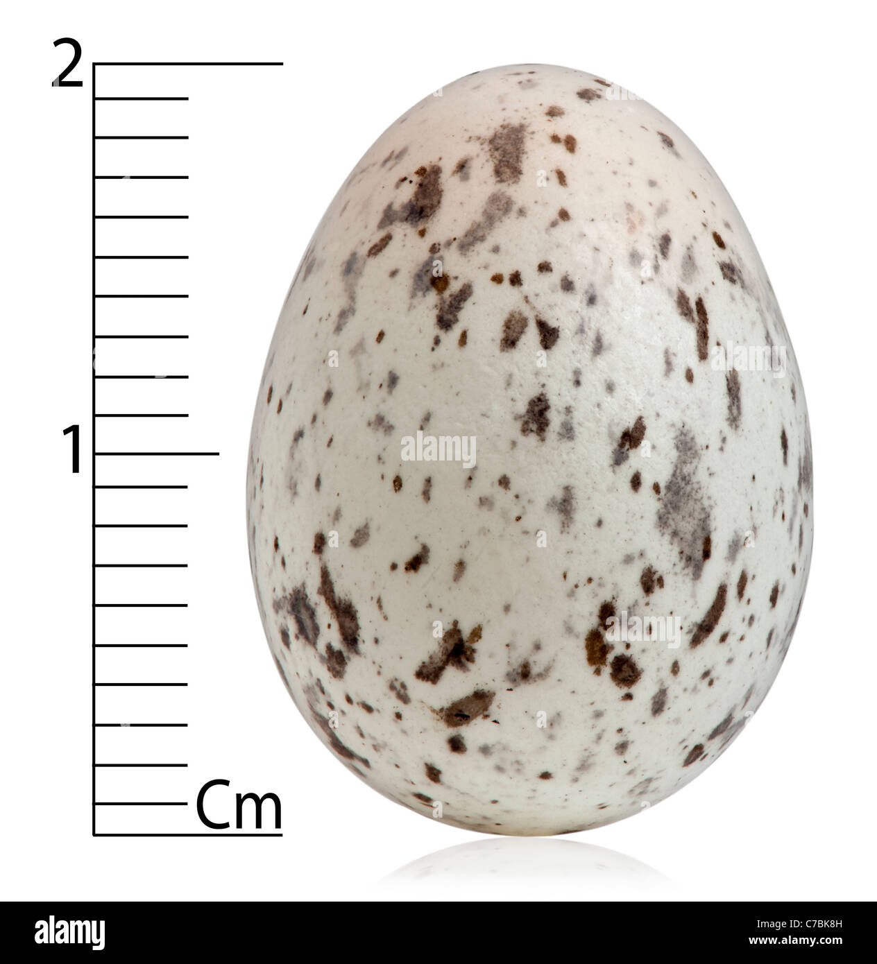 House Sparrow egg, Passer domesticus, in front of white background