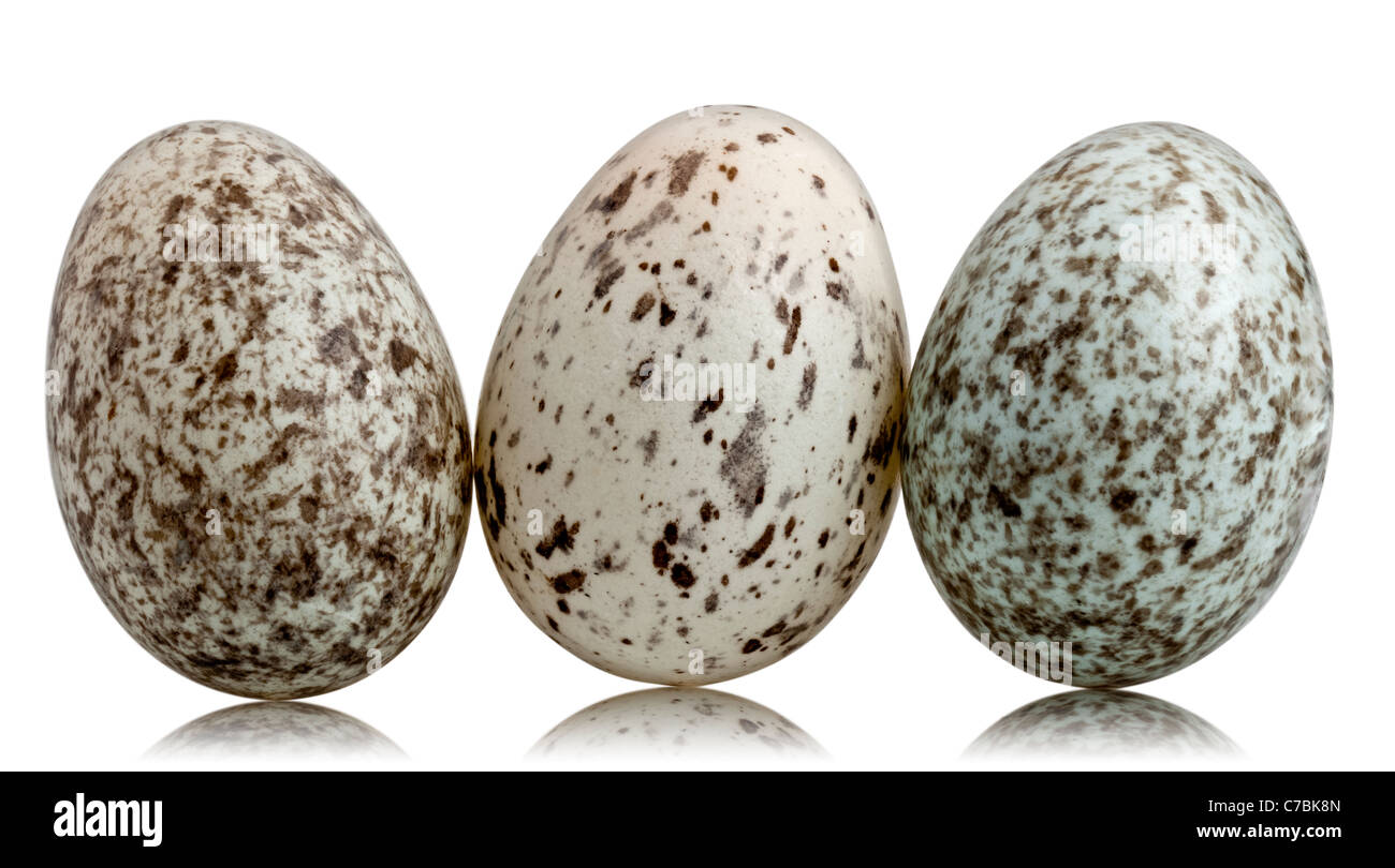 Three House Sparrow eggs, Passer domesticus, in front of white