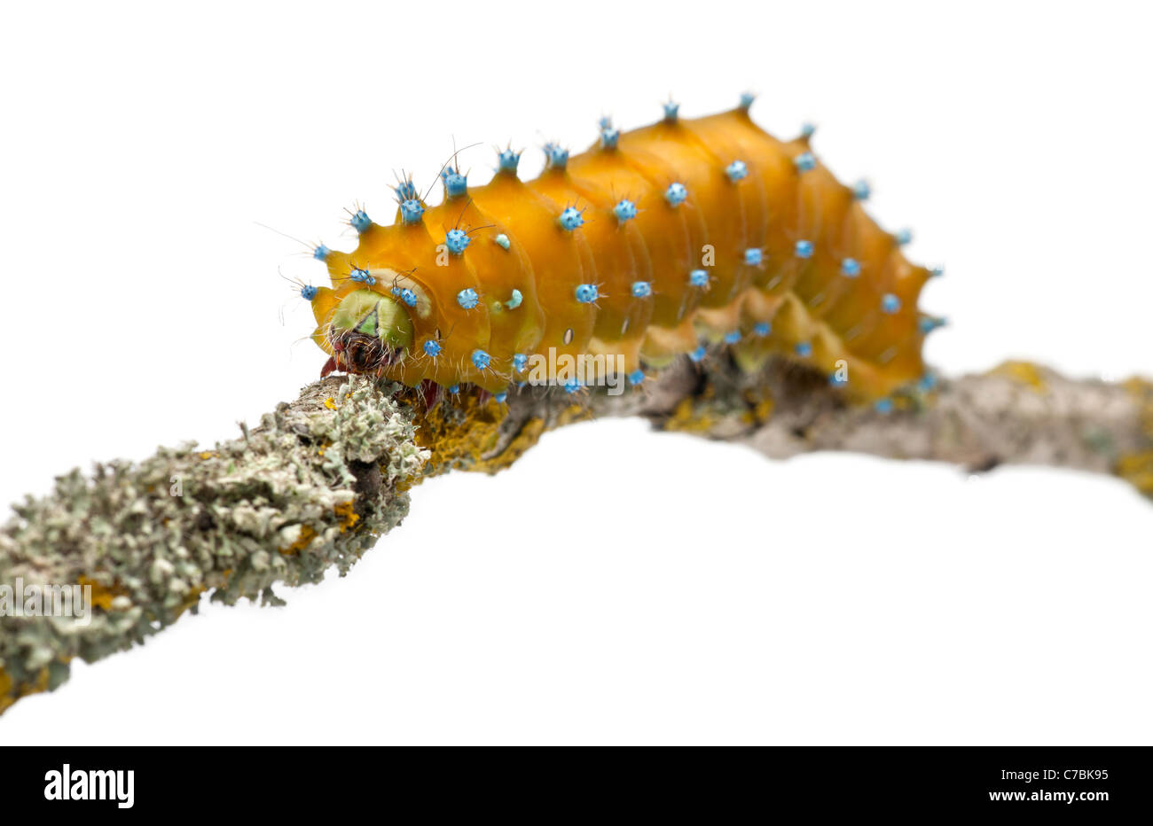 Caterpillar of the Giant Peacock Moth, Saturnia pyri, on branch in front of white background Stock Photo
