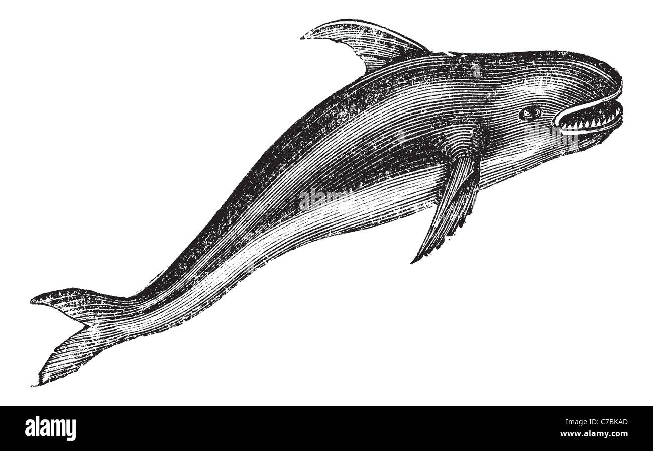 Killer whale or Orcinus orca or blackfish, vintage engraving. Old engraved illustration of Killer whale. Stock Photo