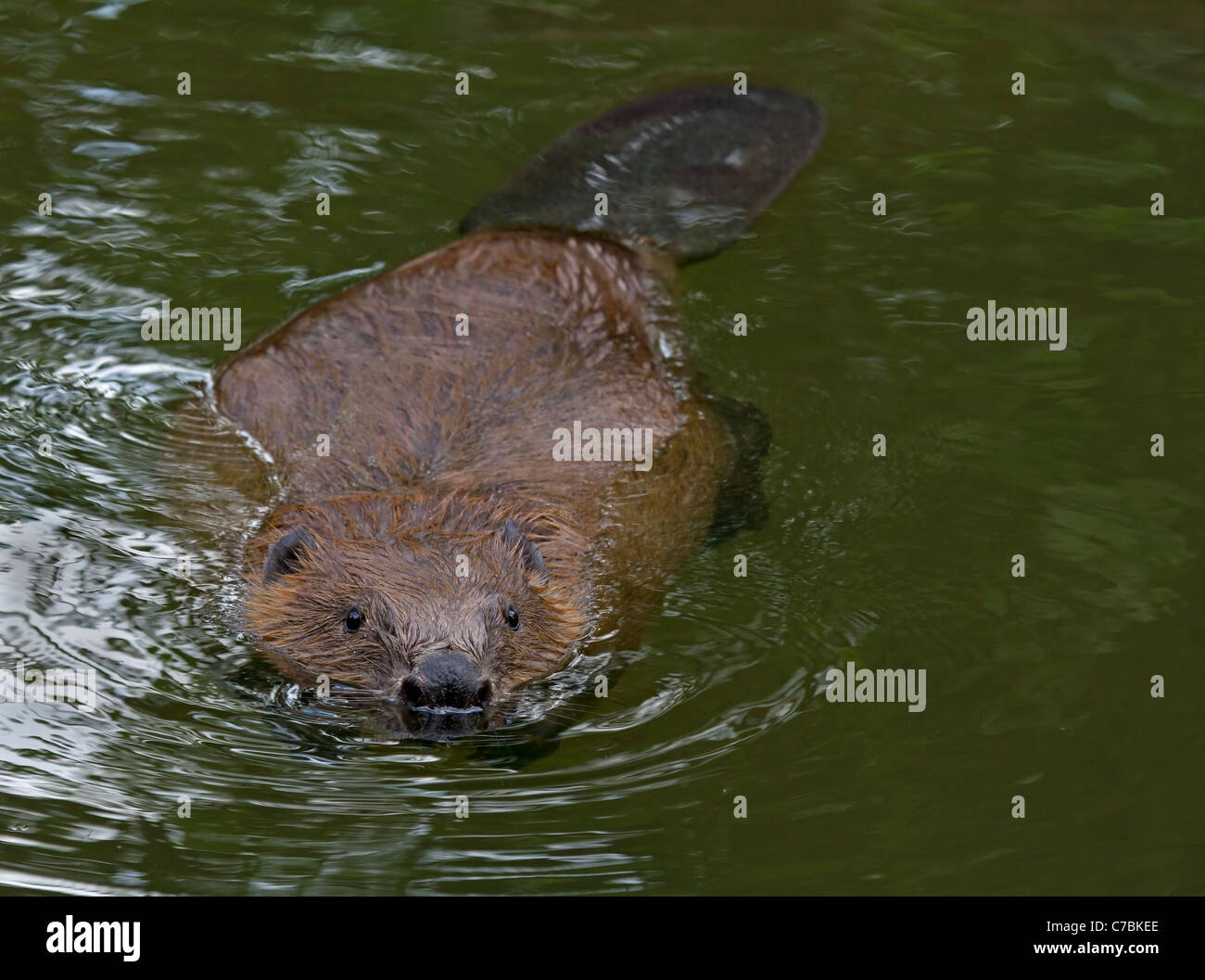 Beaver (Castor fiber) Stock Photo