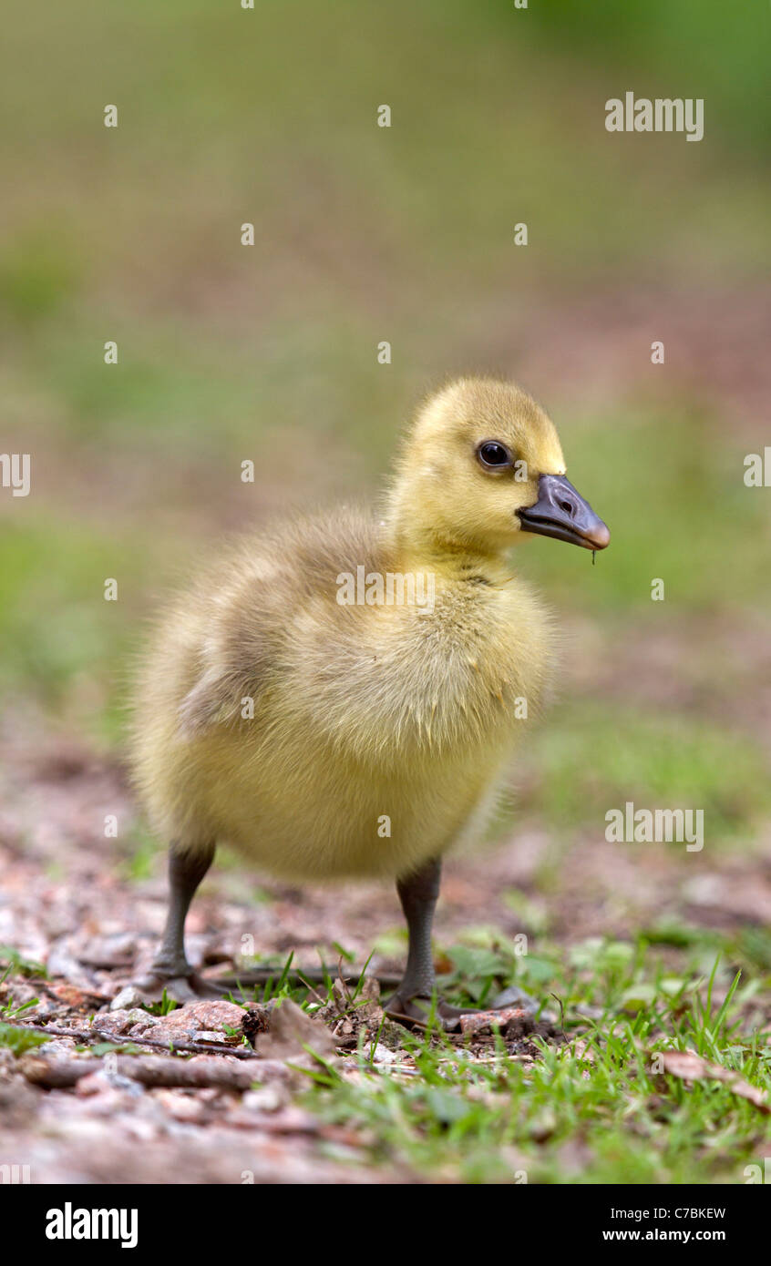 Young graylag goose (Anser anser) Stock Photo