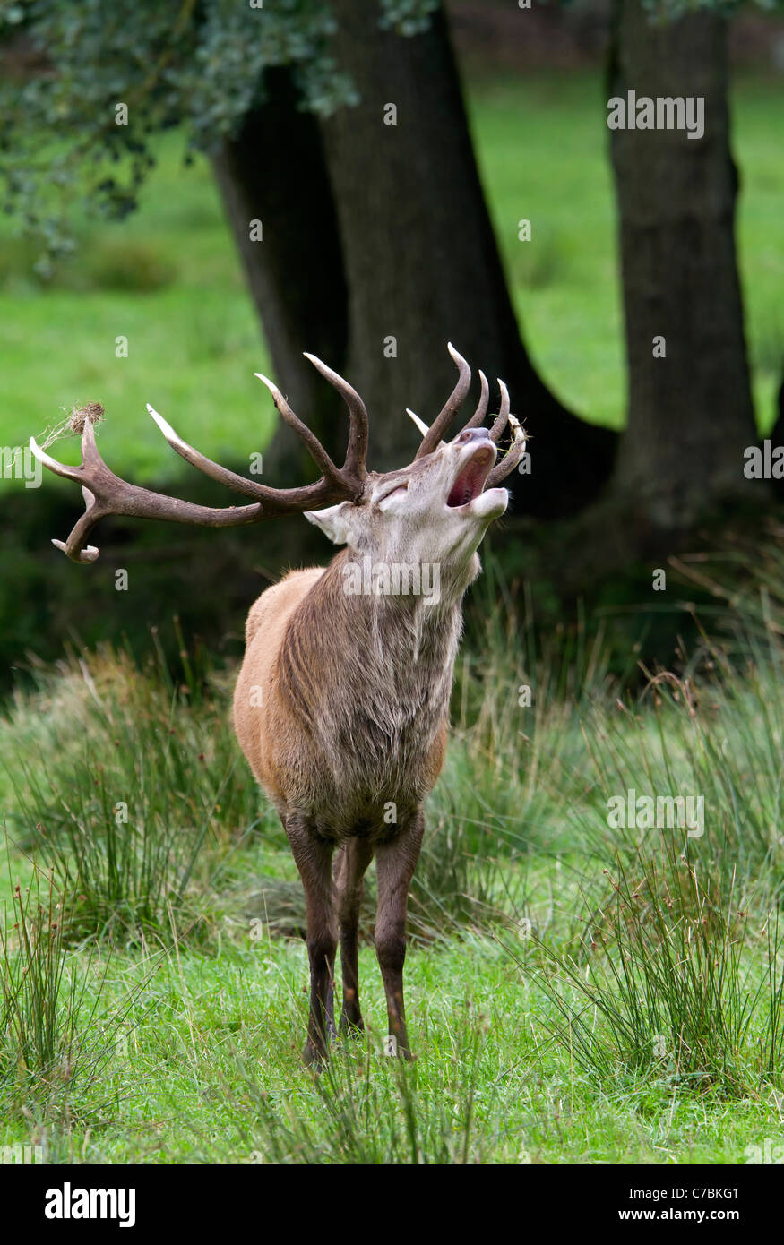 Red deer (Cervus elaphus Stock Photo - Alamy