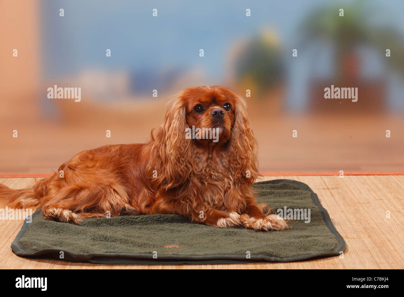 Cavalier King Charles Spaniel, ruby, on blanket Stock Photo Alamy