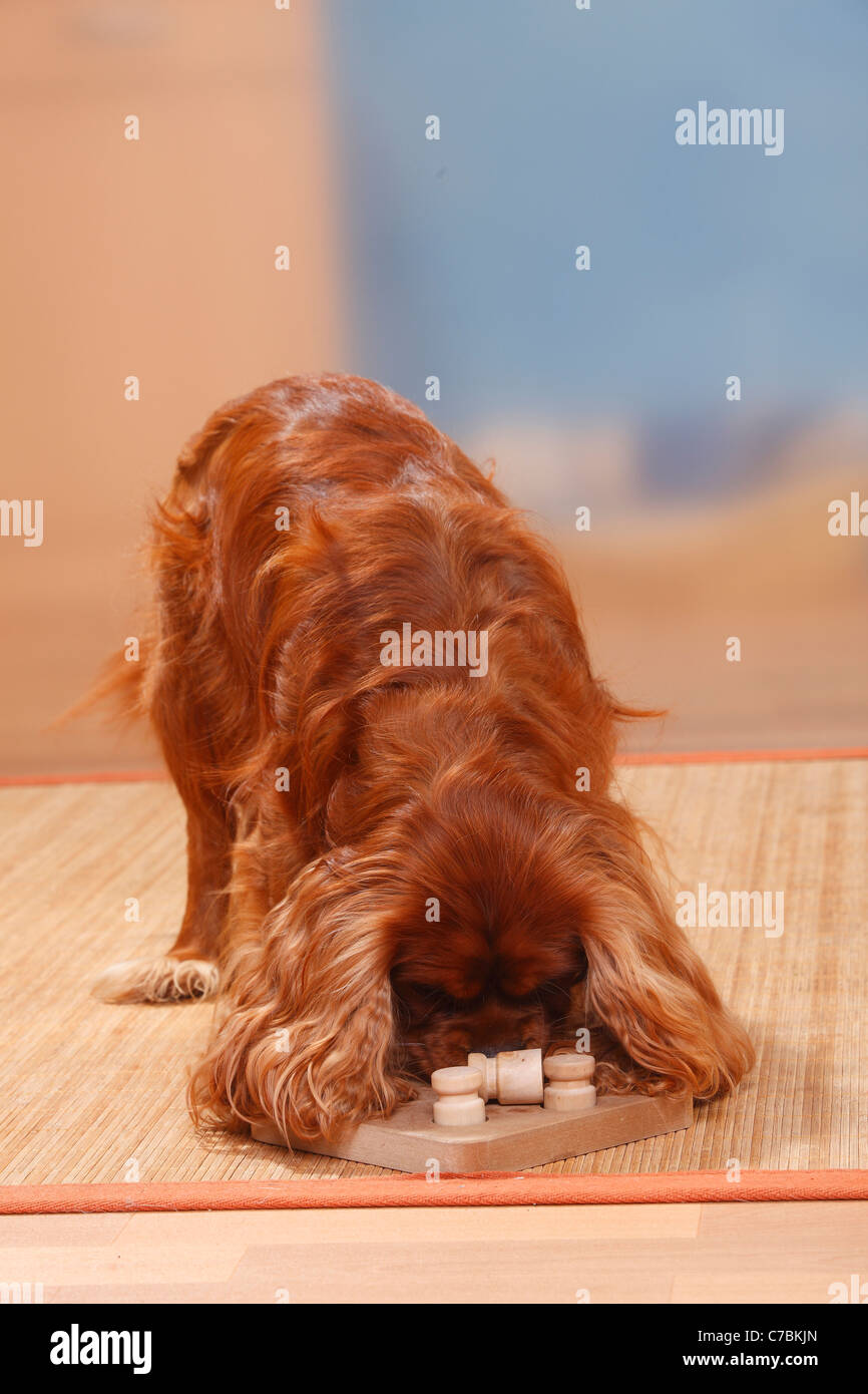 Cavalier King Charles Spaniel, ruby / intelligence game, toy Stock