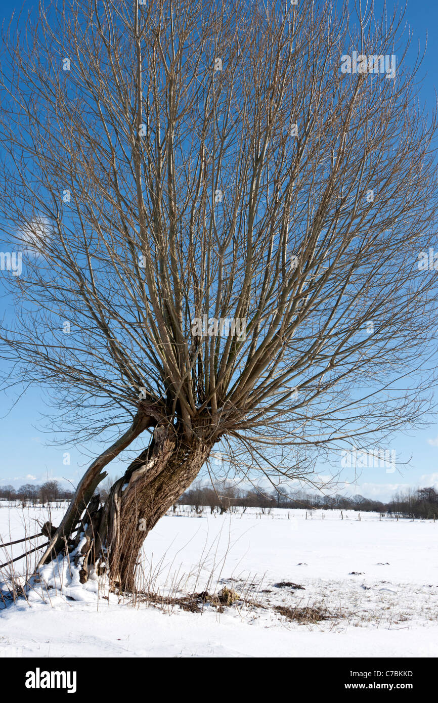 Willow in snow (Salix) Stock Photo