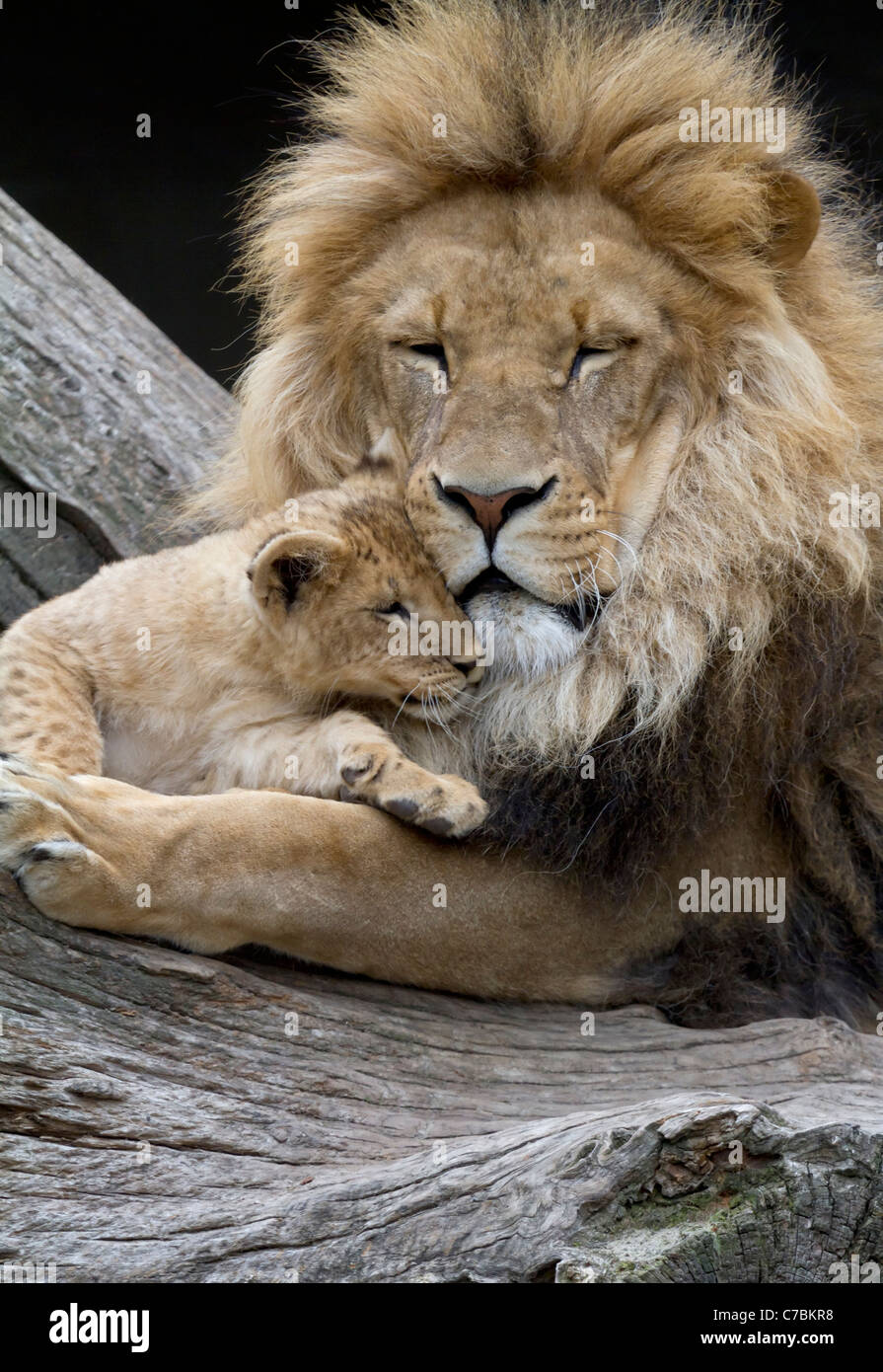 Lions (Panthera leo) Stock Photo