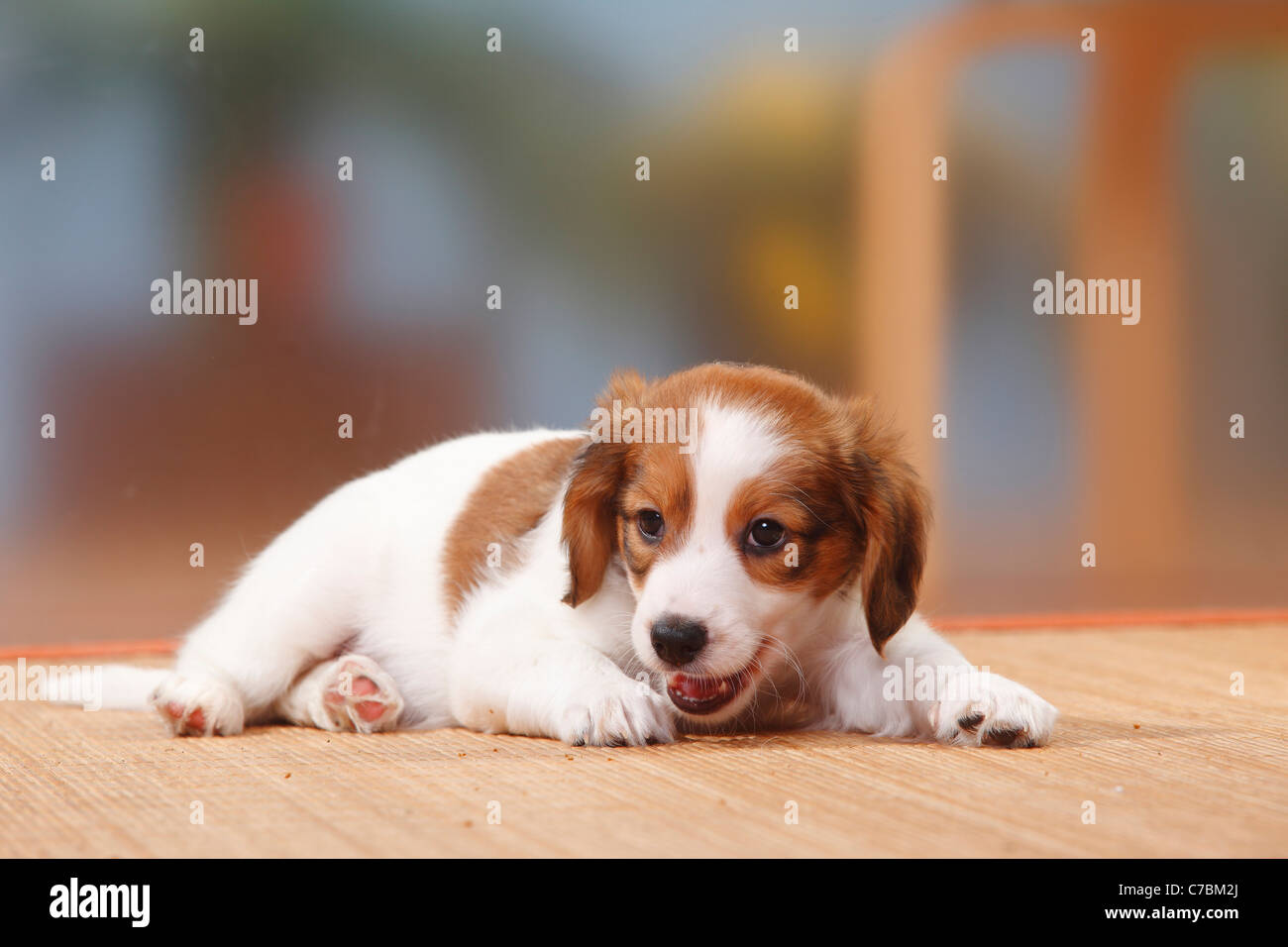 Kooikerhondje, puppy, 8 weeks / Stock Photo