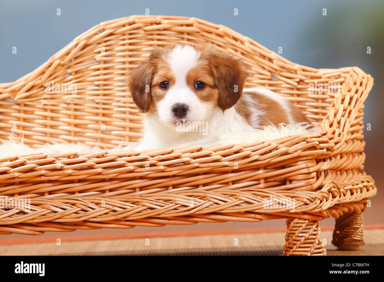 Kooikerhondje, puppy, 8 weeks / Small Dutch Waterfowl Dog Stock Photo