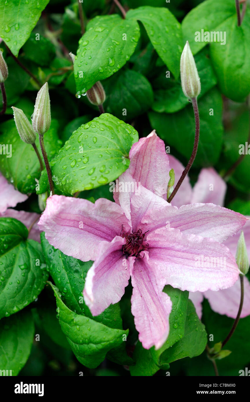 Clematis Hagley Hybrid Large flowered shell pink contrasting dark red anthers free flowering flowers bloom blossom color Stock Photo