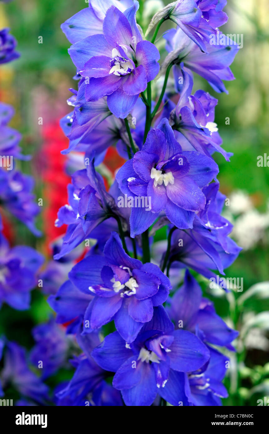 rich blue Delphinium hansenii ‘Independence’ herbaceous perennial tall ...