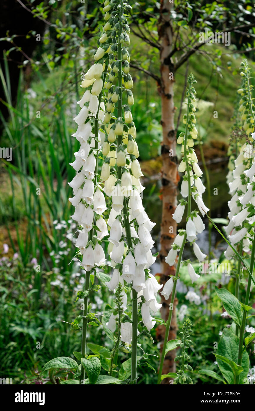 white foxglove Digitalis alba closeup close up detail macro sp species variety variant var Stock