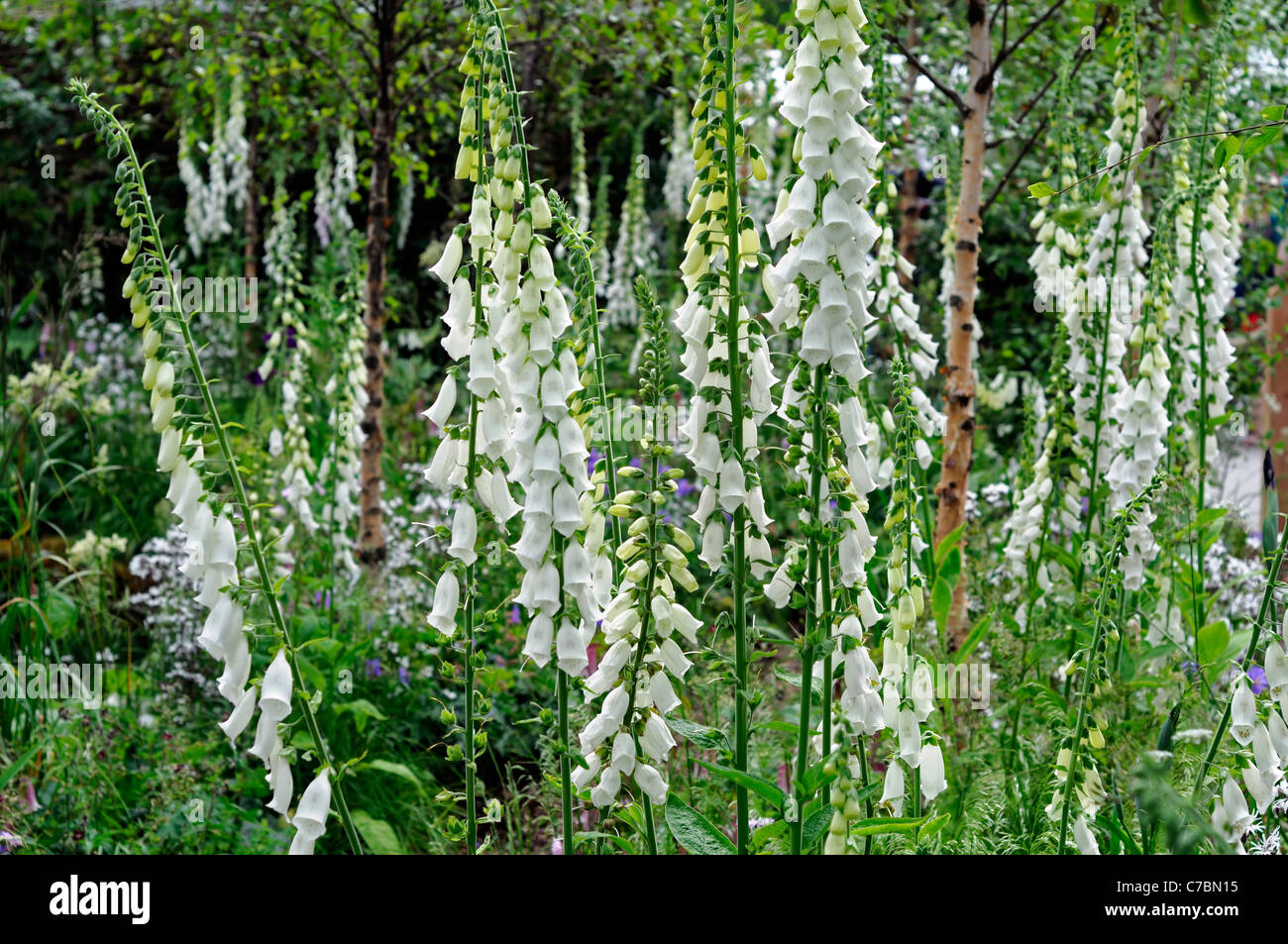 C7bn15 white foxglove digitalis alba hires stock photography and images Alamy