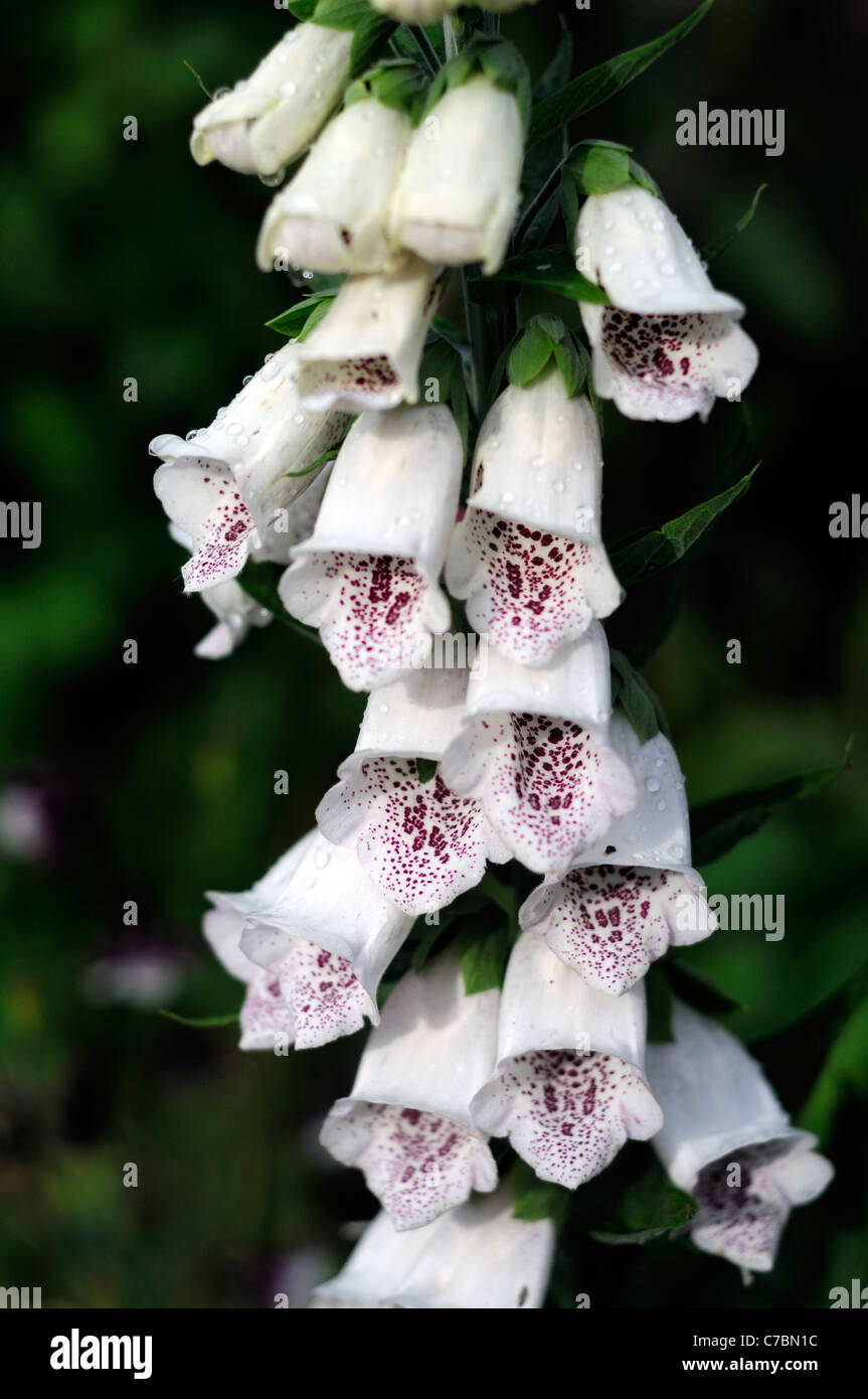 pink purple spotted white foxglove Digitalis pams' choice closeup close