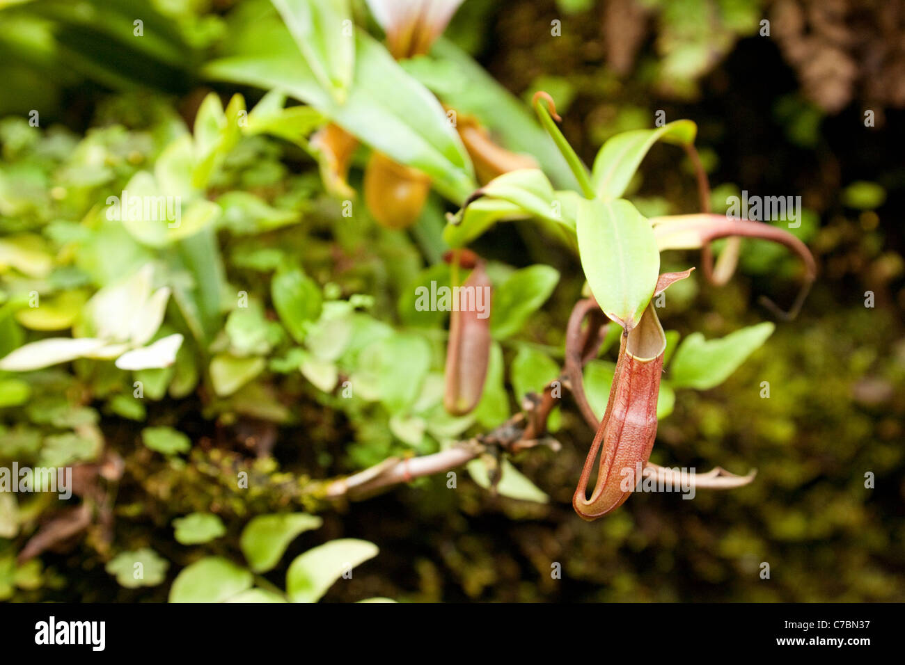 Pitcher plant, an insect eating plant, Asia Stock Photo