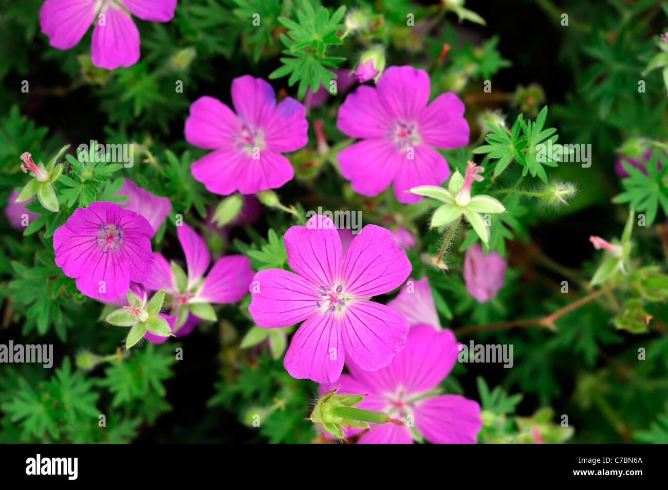 Geranium Sanguineum New Hampshire Purple Bloody Cranesbill Profusion Of Magenta Purple Flowers Compact Spreading Mound Stock Photo Alamy