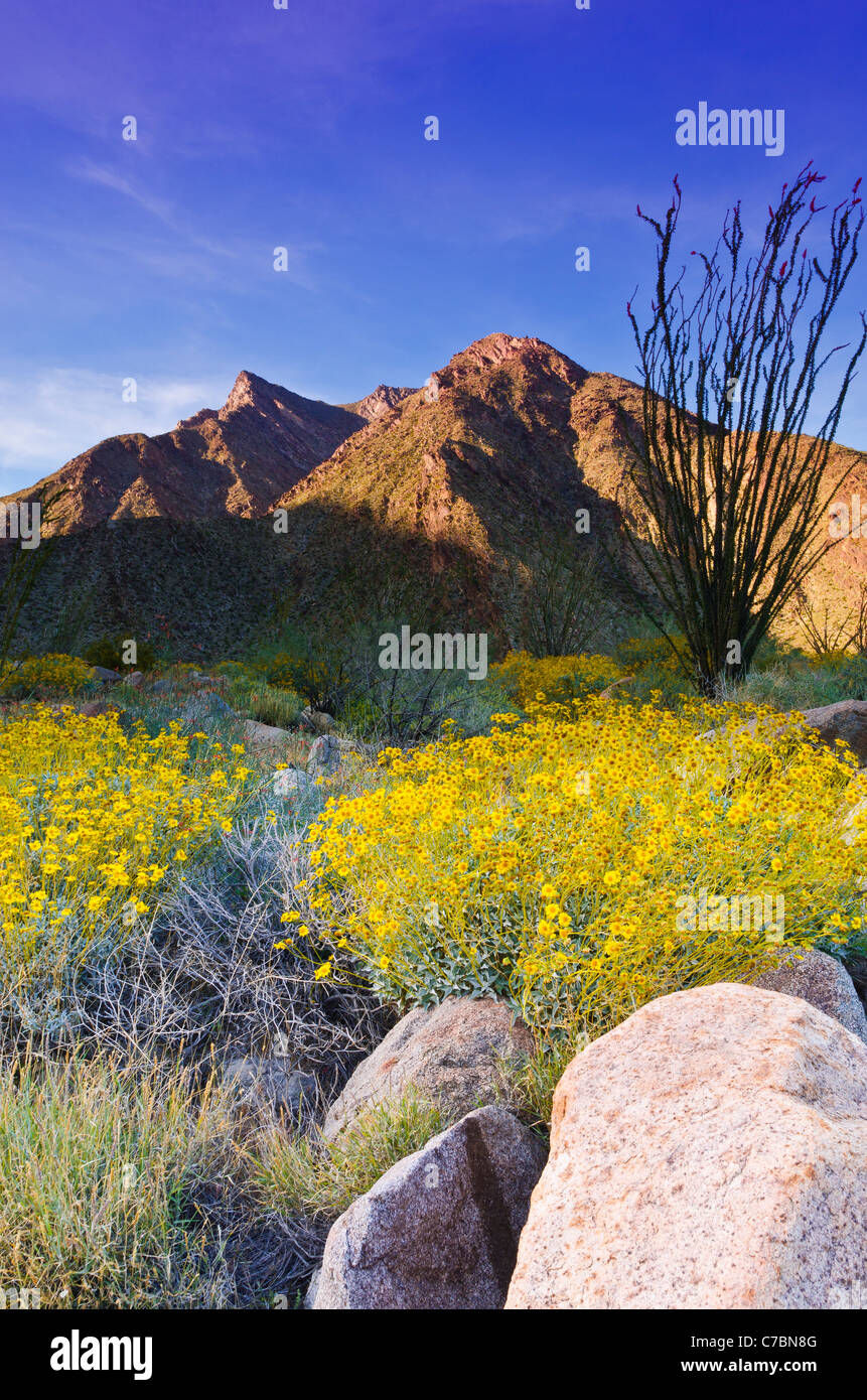 Morning light on brittlebush and ocotillo under San Ysidro Mountain