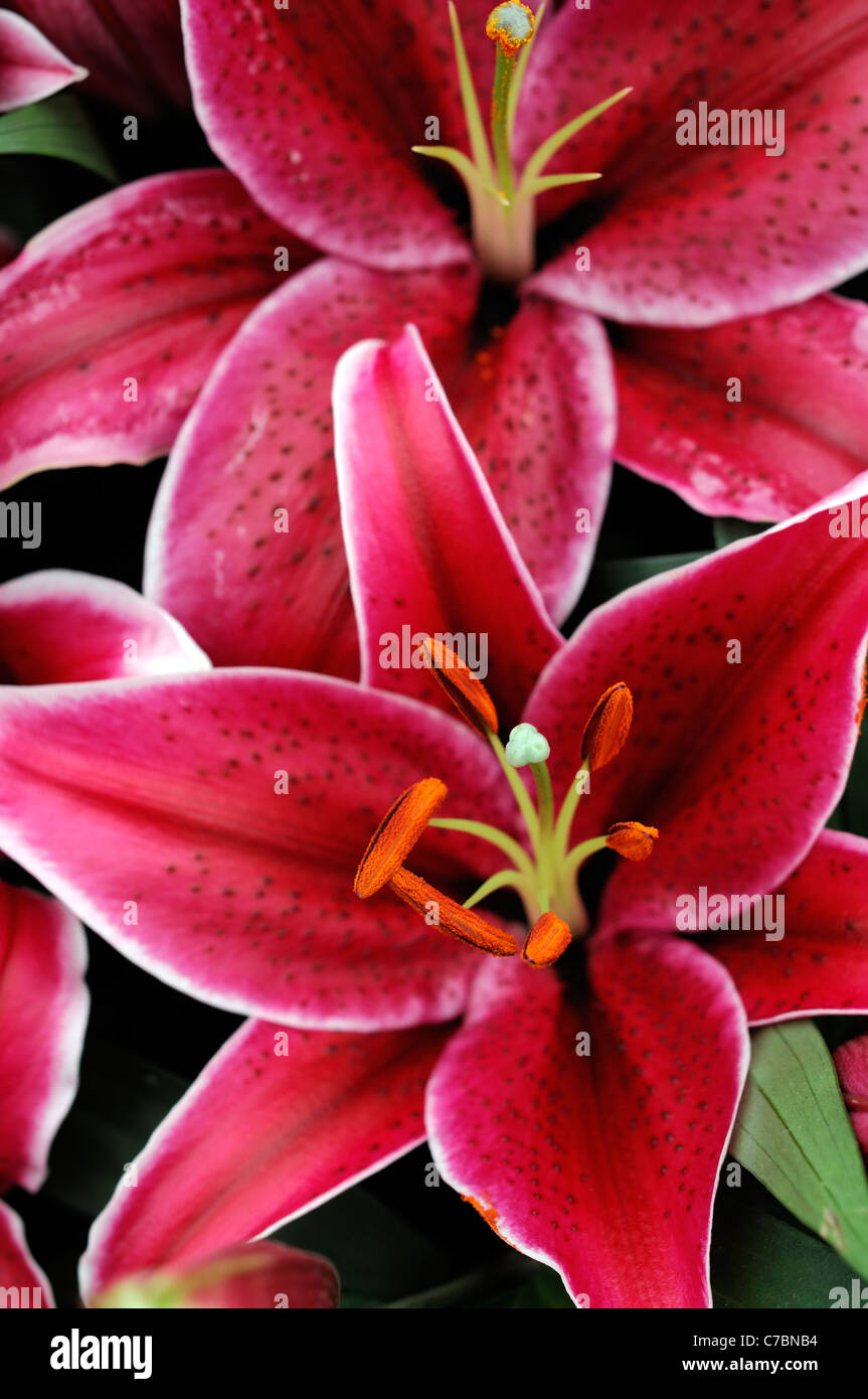 Lily lilies Oriental valentino deep pink white edge flower bloom blossom  Stock Photo - Alamy