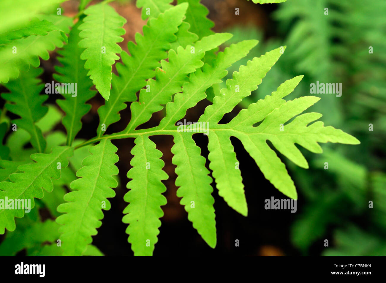 Green leaves of the senstive fern Onoclea sensibilis, bead fern, coarse-textured, medium to large-sized perennial fern Stock Photo