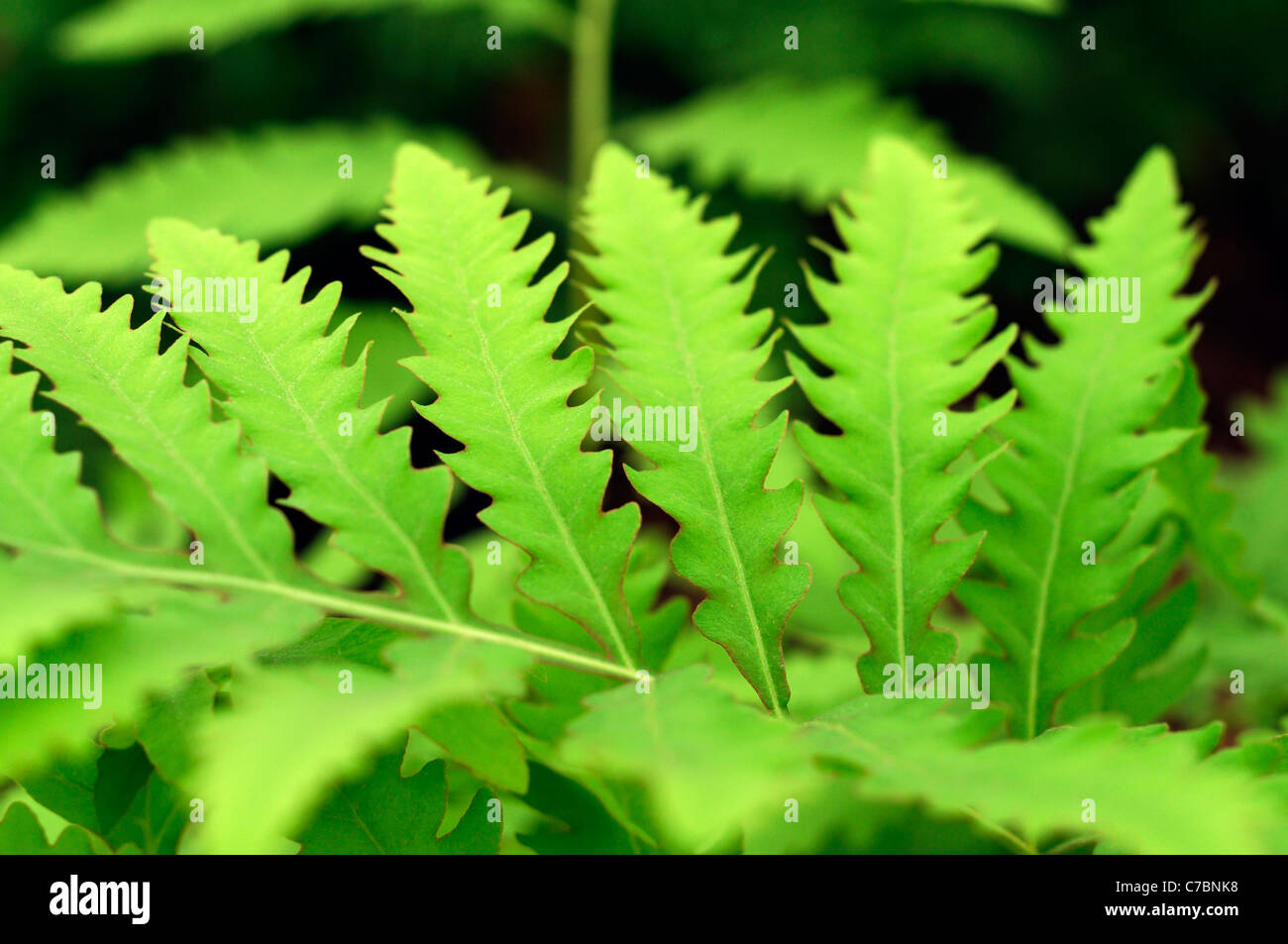 Green leaves of the senstive fern Onoclea sensibilis, bead fern, coarse-textured, medium to large-sized perennial fern Stock Photo
