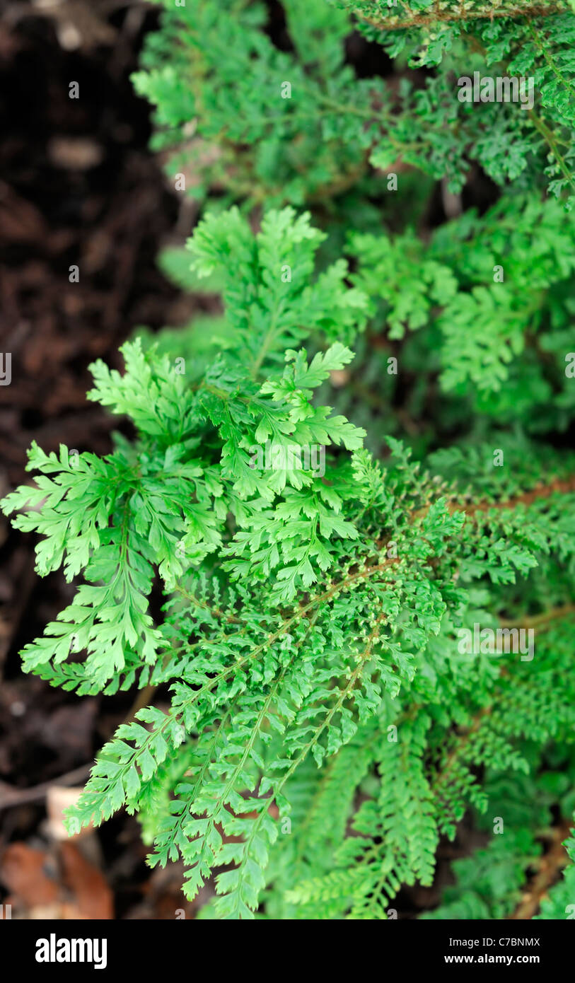 Soft shield fern Polystichum setiferum woodland plant perennial evergreen frond Stock Photo