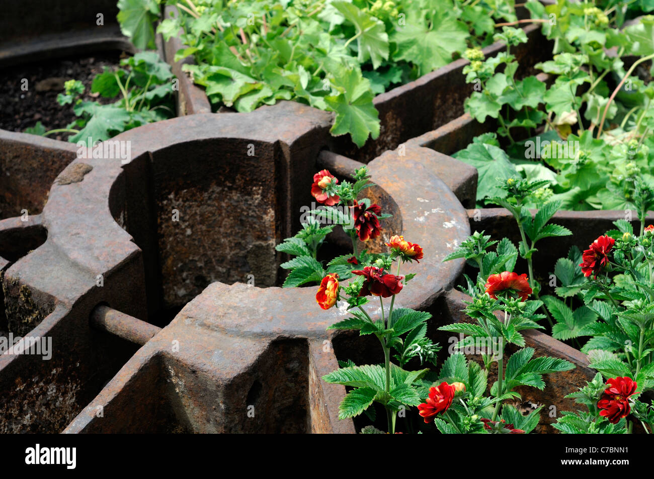red potentilla perennial flower bloom blossom grow growing in between rusting rusty scrap metal disused garden Stock Photo