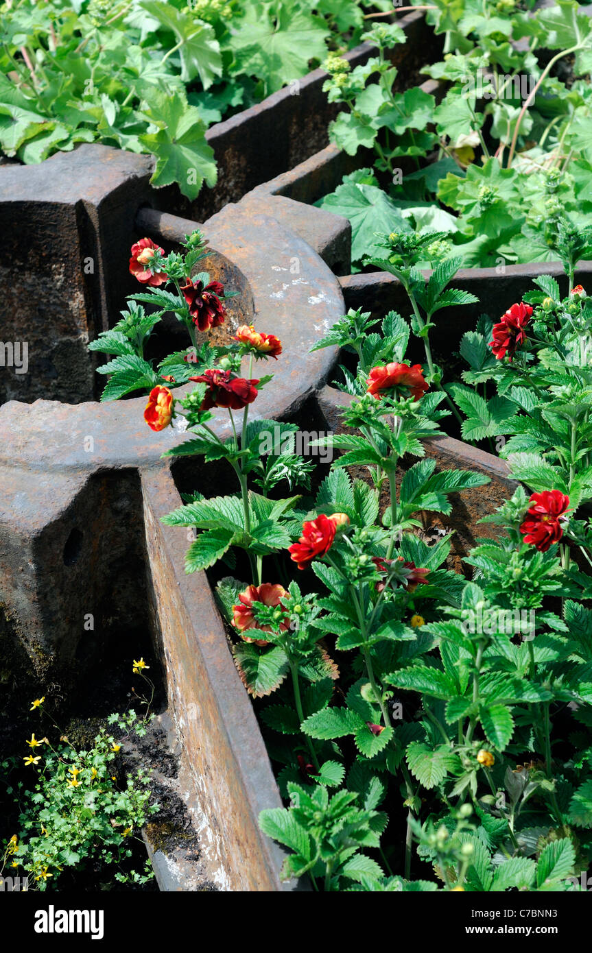 red potentilla perennial flower bloom blossom grow growing in between rusting rusty scrap metal disused garden Stock Photo
