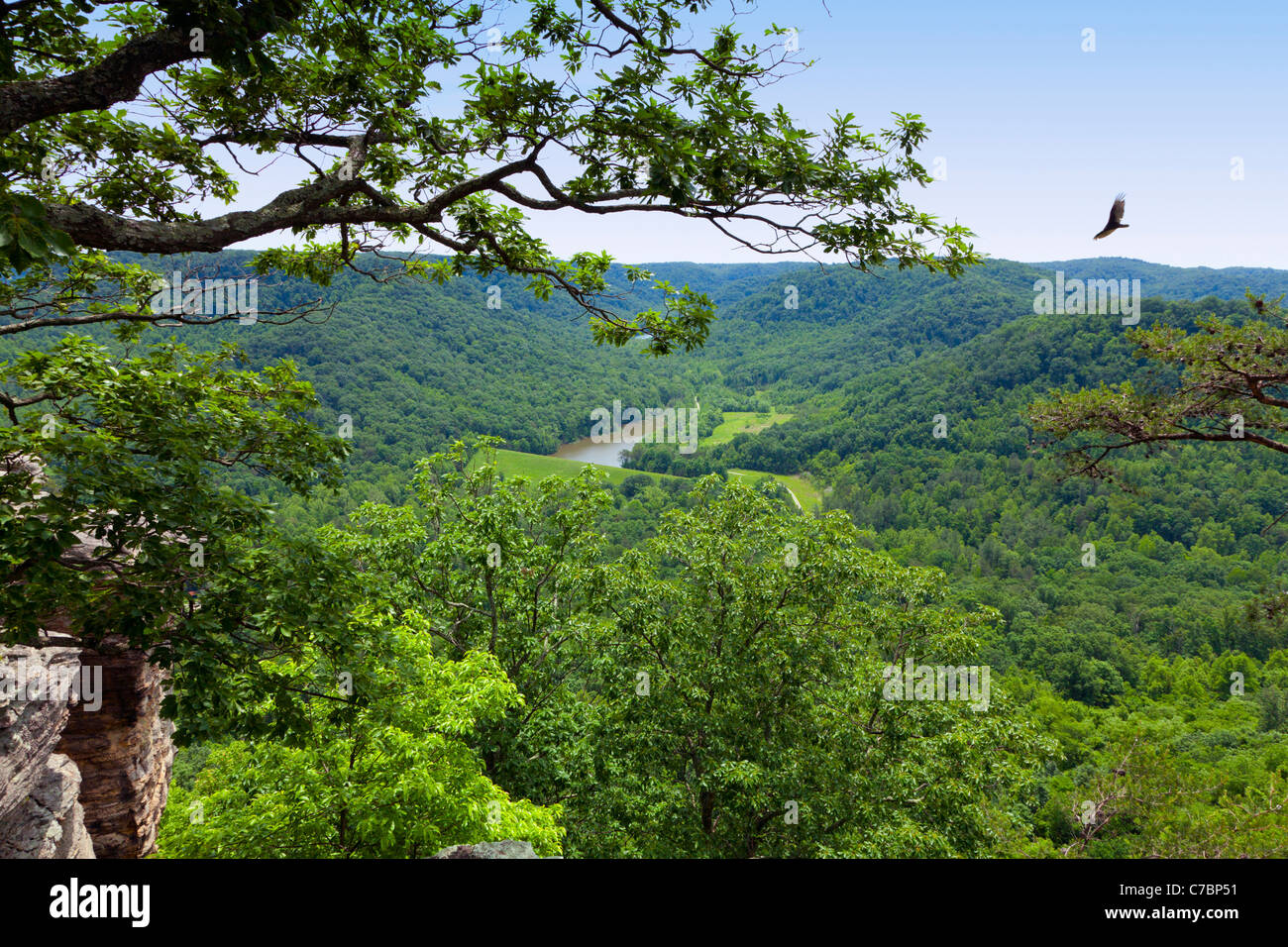 Berea forest in Kentucky Stock Photo
