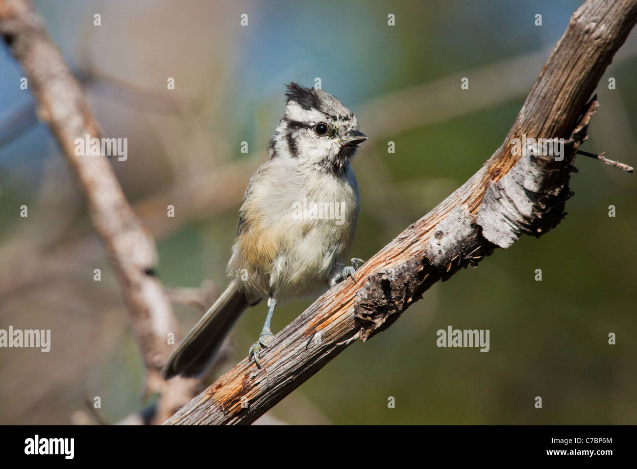 Bridled Titmouse  Baeolophus wollweberi Patagonia, Arizona, USA  Adult  Paridae Stock Photo