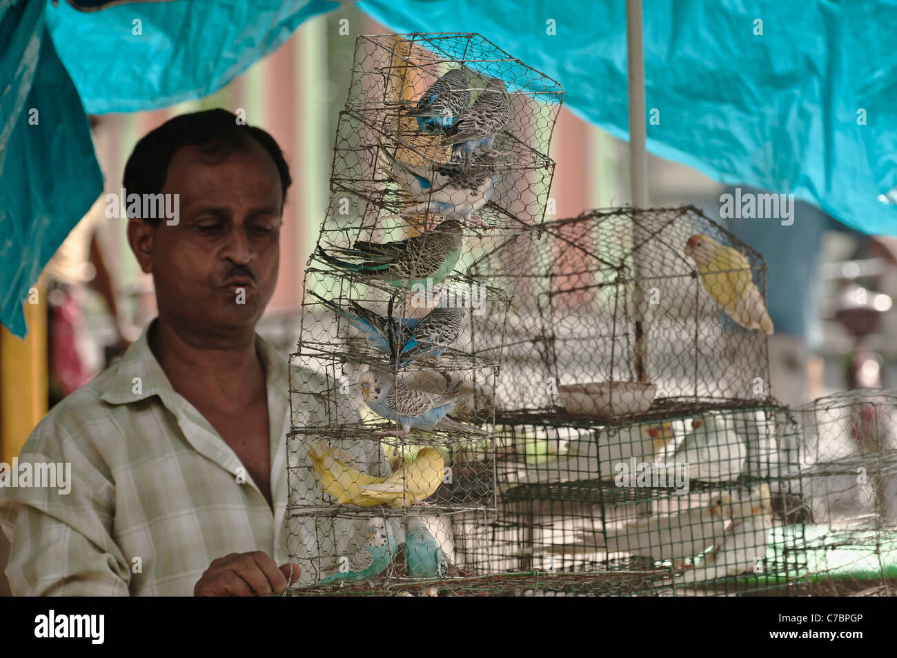 Bird market -Aviary bird seller-Galif St.Kolkata-India -. Stock Photo