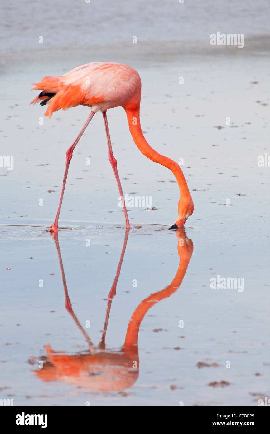 American flamingo (Phoenicopterus ruber) filter feeding in shallow saline lagoon Stock Photo
