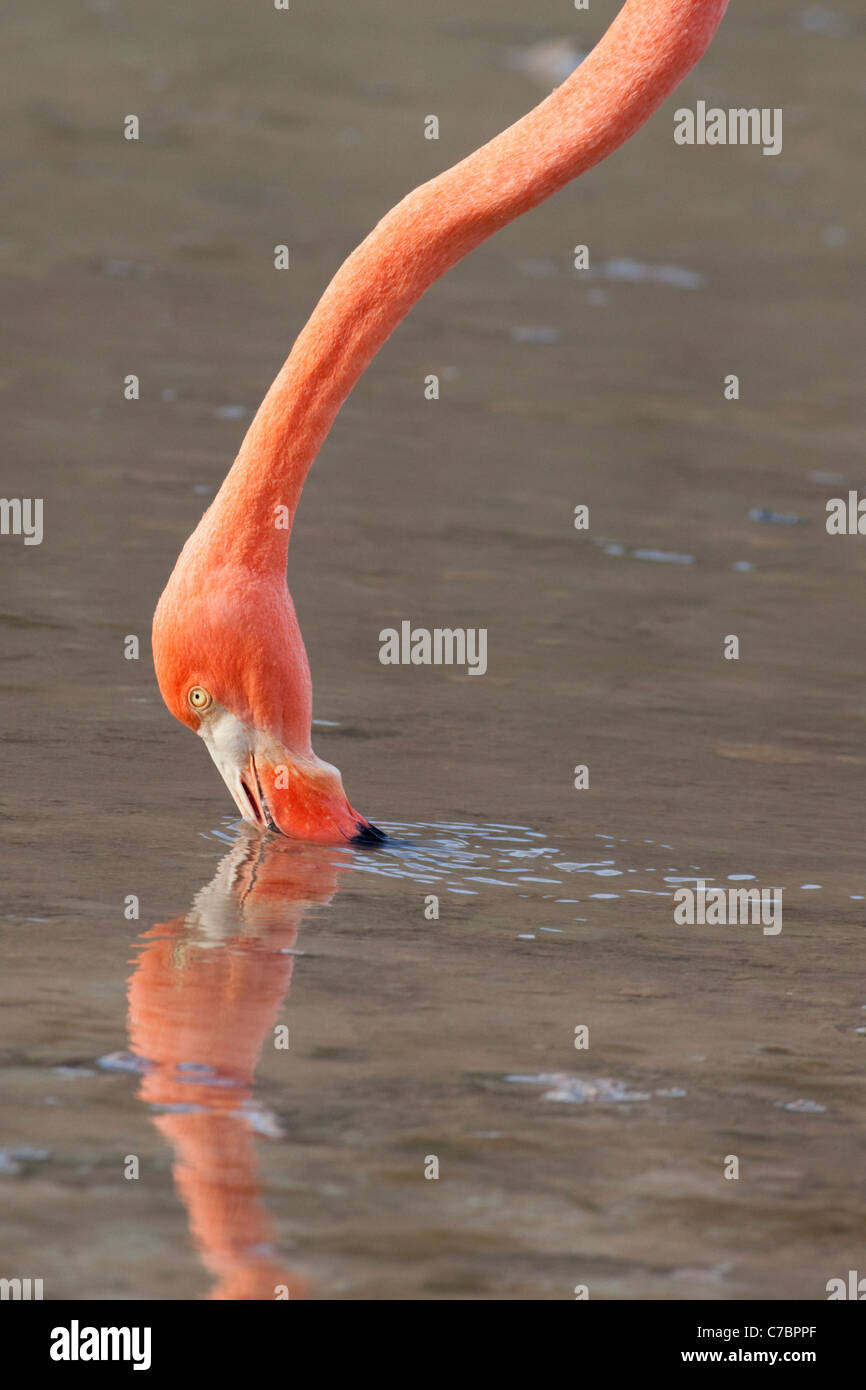 American flamingo (Phoenicopterus ruber) filter feeding in saline lagoon at Punta Cormorant on Floreana Island, Galapagos Islands Stock Photo