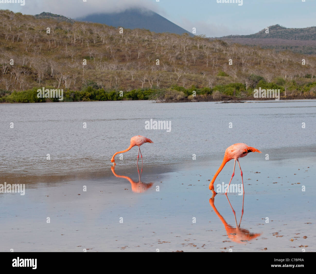American flamingos (Phoenicopterus ruber) filter feeding in shallow saline lagoon, Punta Cormorant on Floreana Island in the Galapagos Islands Stock Photo