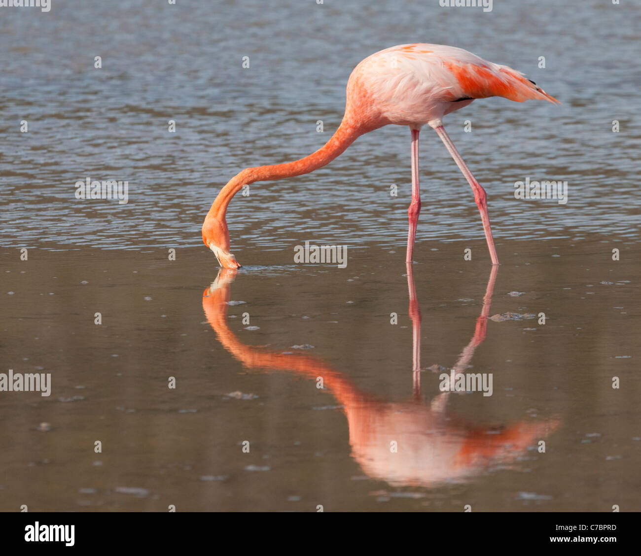 American Flamingo (Phoenicopterus ruber) filter feeding in shallow saline lagoon Stock Photo