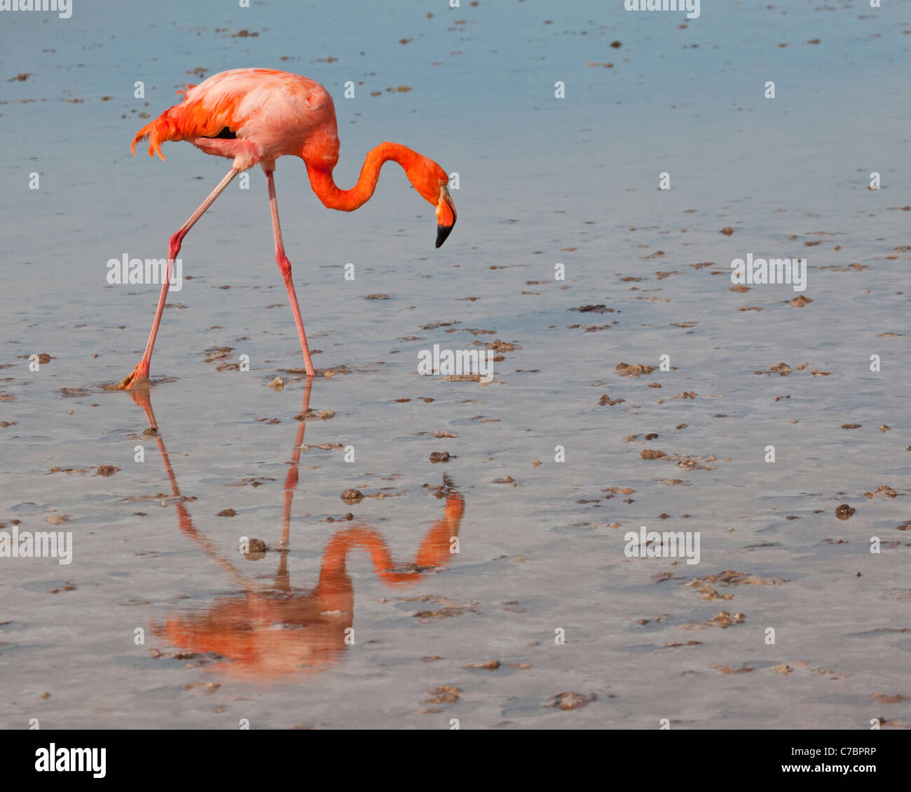 American Flamingo (Phoenicopterus ruber) wading in shallow saline lagoon Stock Photo