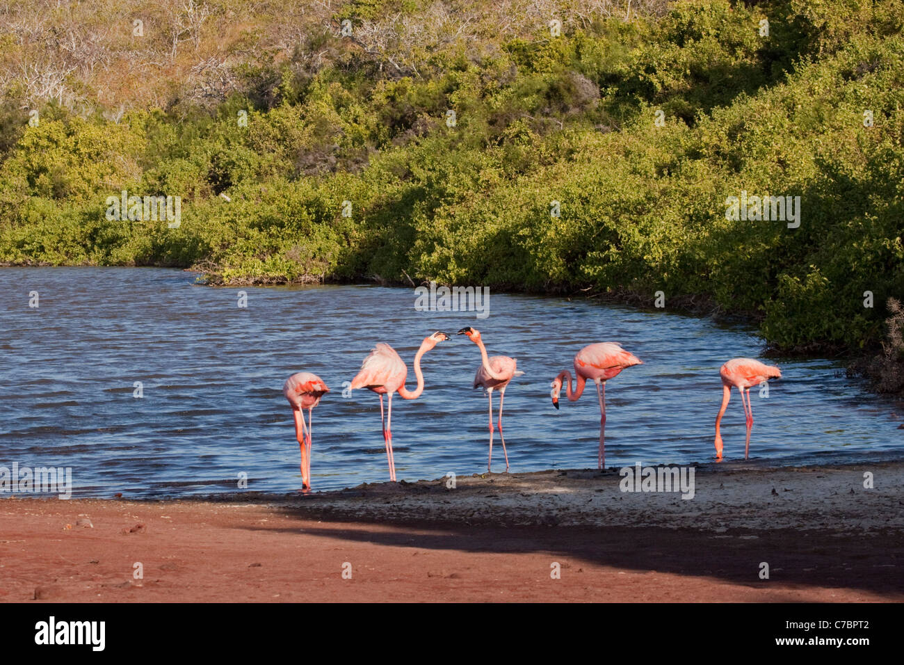 American flamingos territorial display in saline lagoon with green forest on a Galapagos island (Phoenicopterus ruber) Stock Photo