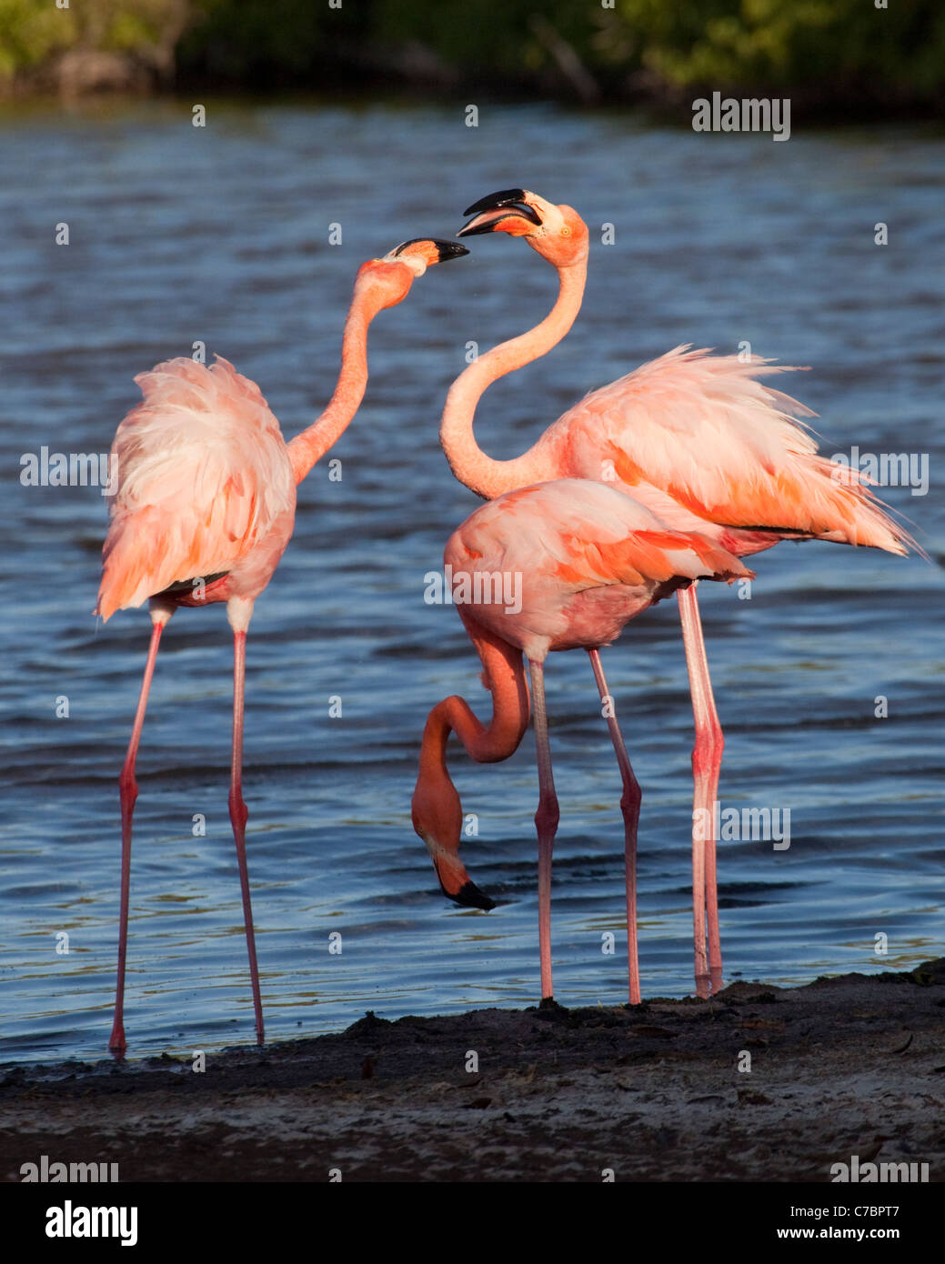 American flamingos (Phoenicopterus ruber) territorial display in saline lagoon on Rabida Island, Galapagos Islands Stock Photo
