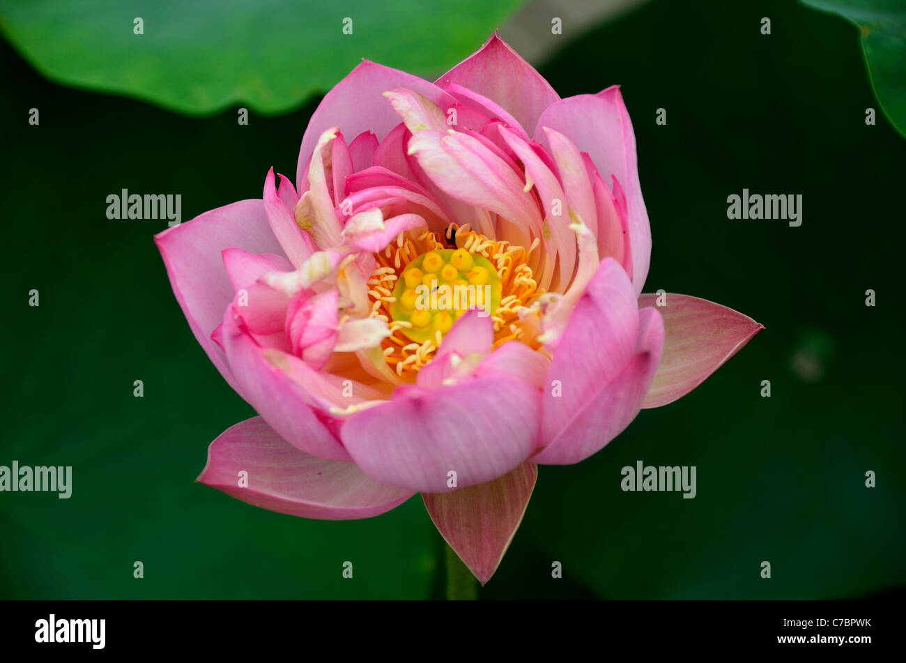 Pink lotus flower with yellow seed pod. Stock Photo
