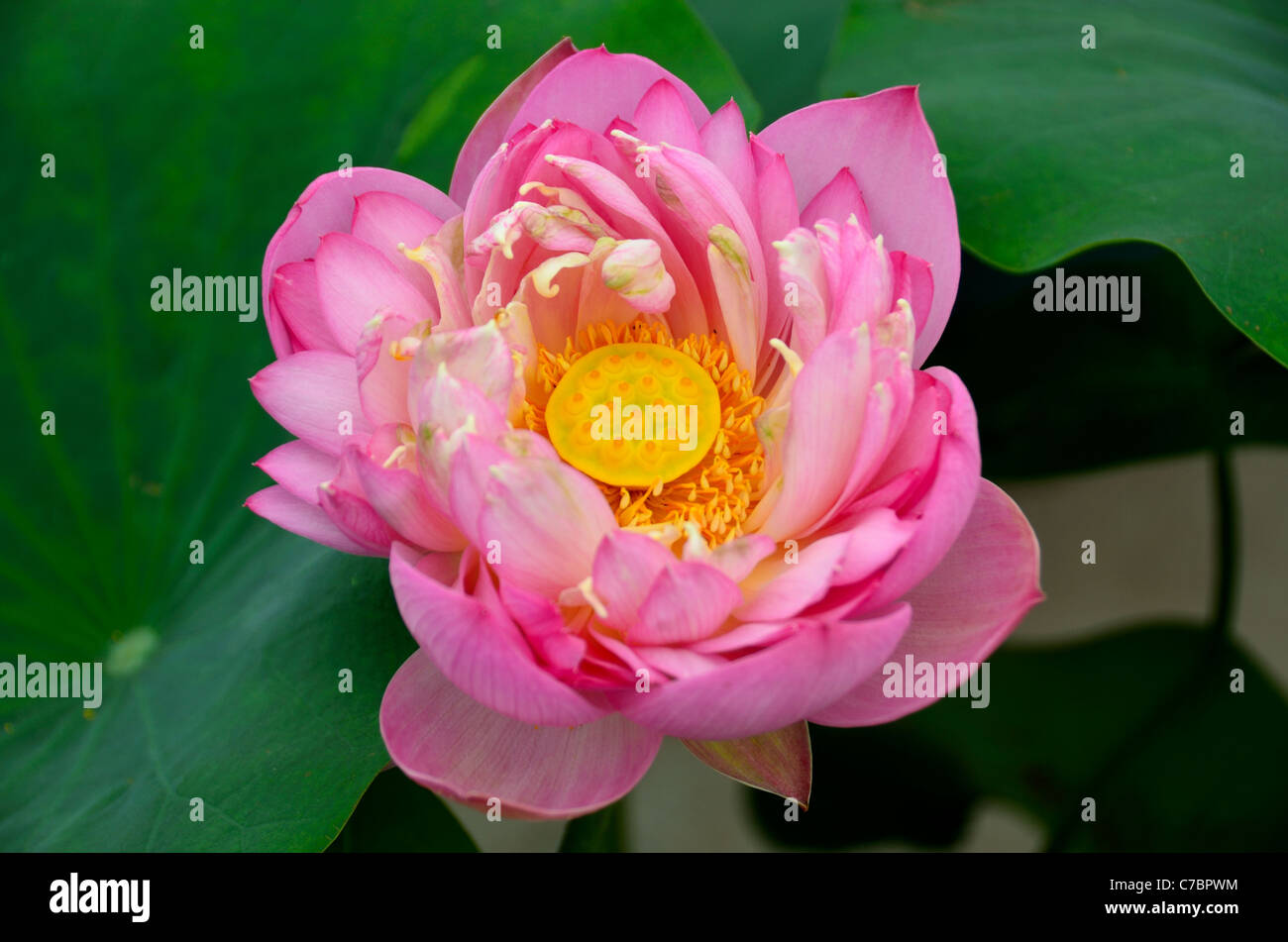 A pink lotus flower with yellow seed pod. Stock Photo