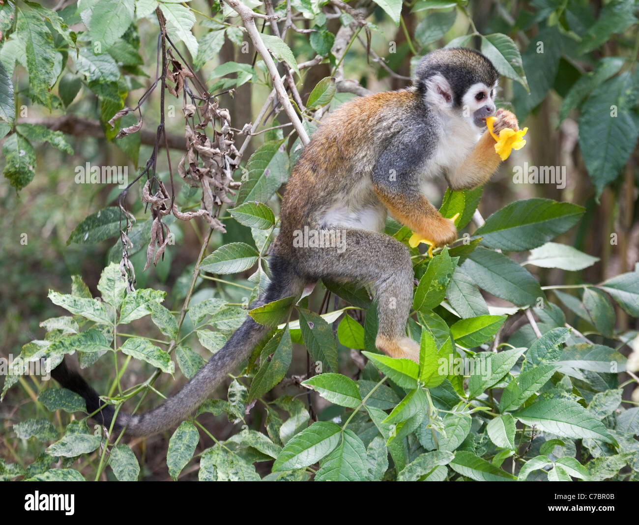 South American Squirrel Monkey (Saimiri sciureus) in forest tree drinking nectar from a flower, Ecuadorian Andes Stock Photo
