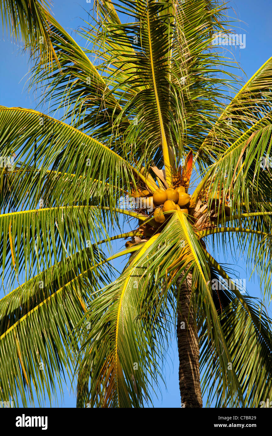 Coconut Palm Tree Stock Photo