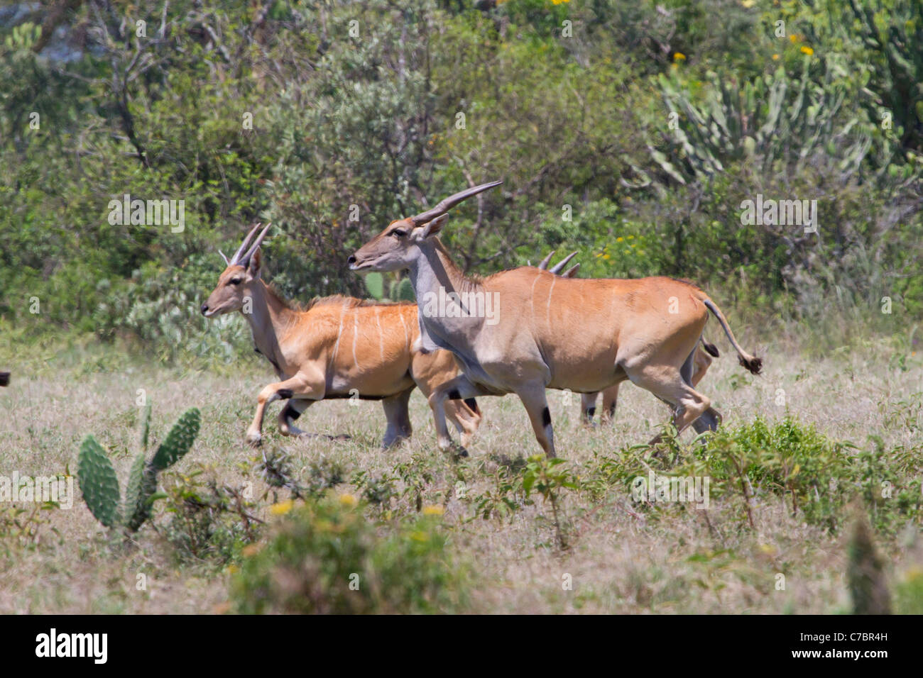 The common eland antelopes (Taurotragus oryx) running. Stock Photo