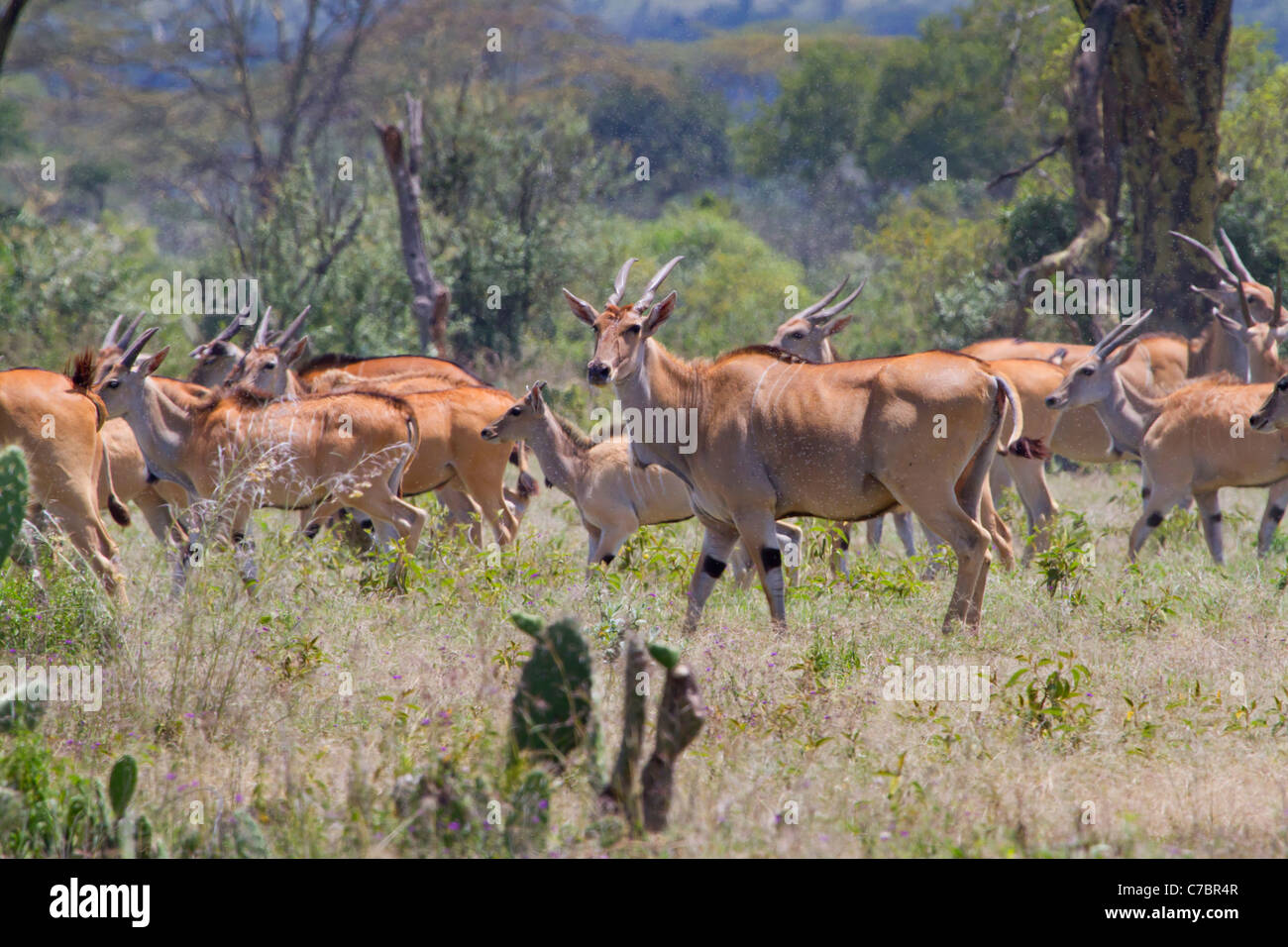 The common eland antelopes (Taurotragus oryx) in the cloud of blood-suckling insects, central Kenya. Stock Photo
